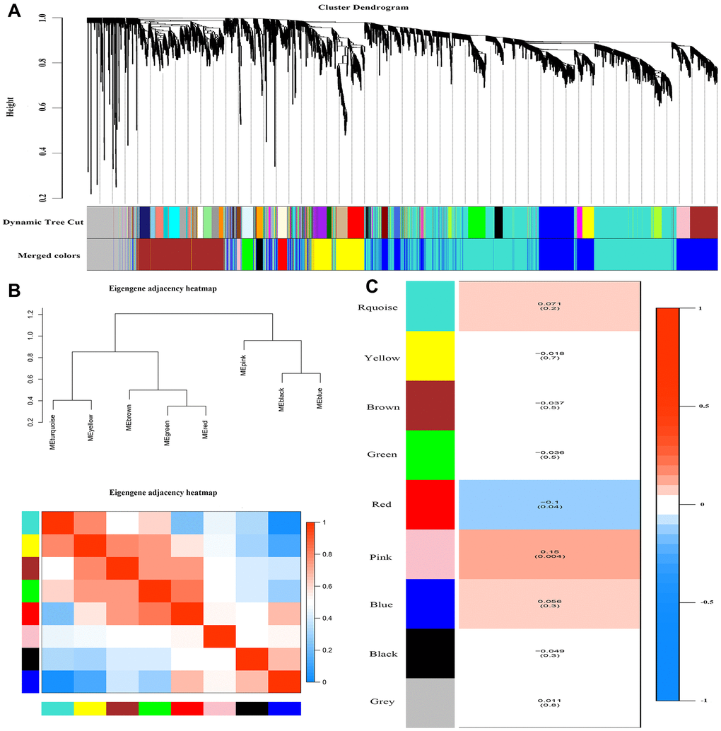 Weighted correlation network analysis. (A) Recognition module, each module was given an individual color as identifiers, including 8 different modules. (B) Co-expression similarity of entire modules based on hierarchical clustering of module eigengenes and the correlation between different modules, red indicates high adjacency (positive correlation) and blue low adjacency (negative correlation). (C) Correlation heat map of gene modules and phenotypes, the red is positively correlated with the phenotype; blue is negatively correlated with the phenotype.