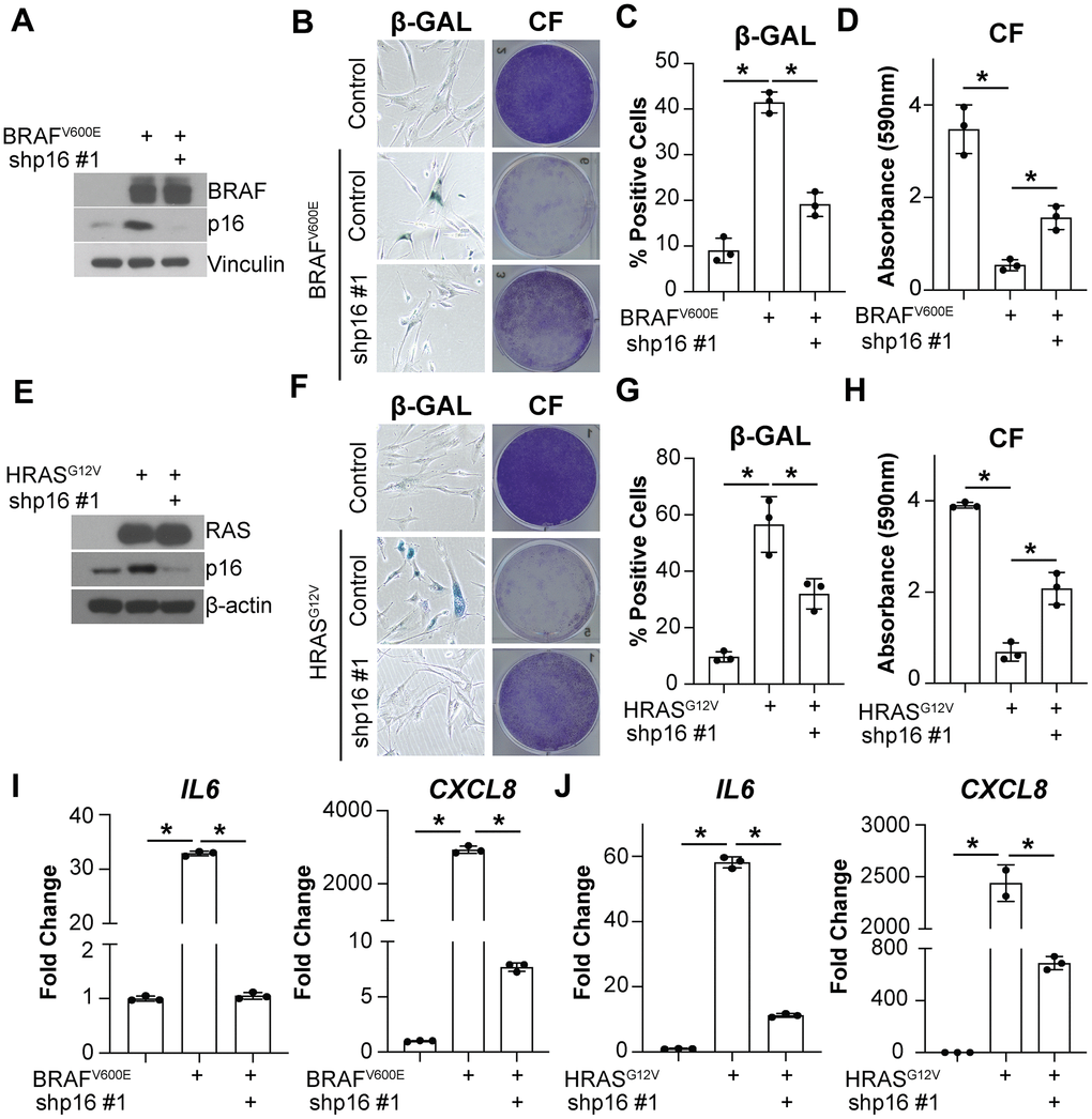 Knockdown of p16 decreases IL6 and CXCL8 expression in oncogene-induced senescent cells. IMR90s expressing either BRAFV600E or HRASG12V alone or in combination with a shRNA targeting p16 (shp16 hairpin #1). An empty pBabe retroviral vector and a shRNA targeting GFP lentiviral vector were used as controls. See Supplementary Figure 1A for an experimental timeline. (A) Immunoblot of BRAF and p16. Vinculin was used a loading control. (B) Representative images of senescence-associated β-galactosidase (β-GAL) staining and colony formation (CF). (C) Quantification of β-GAL in (B). (D) Quantification of CF in (B). (E) Immunoblot of RAS and p16. β-actin was used as loading control. (F) Representative images of β-GAL staining and colony formation (CF). (G) Quantification of β-GAL in (F). (H) Quantification of CF in (F). (I, J) IL6 and CXCL8 mRNA expression (fold change relative to control mean). Expression of target genes was normalized against multiple reference genes. Data normalized against MRPL9 are shown. n=3/group and mean±SD. 1 out of 3 experiments is shown. *p