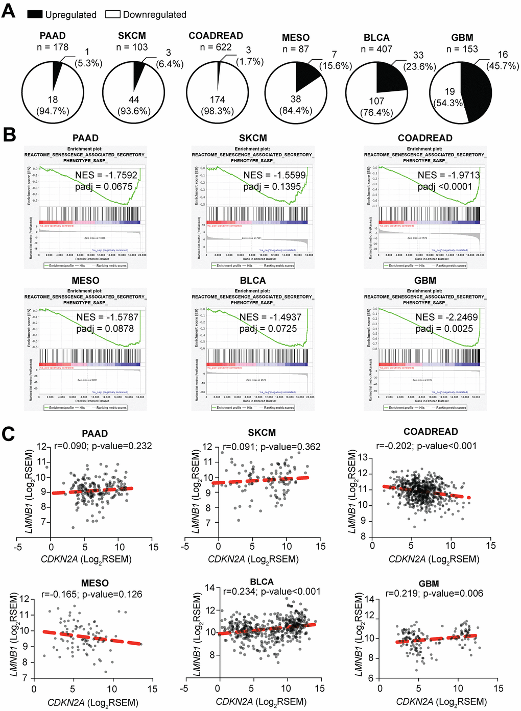Tumors with low CDKN2A expression have decreased expression of SASP. (A) Percentage of SASP genes significantly upregulated and downregulated in CDKN2A-low (i.e., p16-low) expressing tumors when compared to CDKN2A-high (i.e., p16-high) expressing tumors. (B) Negatively enriched SASP term among the six studied tumor types in Gene Set Enrichment Analysis (GSEA) between CDKN2A-low and CDKN2A-high expressing tumors. SKCM (skin cutaneous melanoma), PAAD (pancreatic adenocarcinoma), COADREAD (colorectal adenocarcinoma), MESO (mesothelioma), BLCA (bladder urothelial carcinoma), GBM (glioblastoma multiforme), NES (negative enrichment score). (C) Correlation between CDKN2A and LMNB1 expression for each tumor type. Data are shown as Log2 of RSEM. Coefficient of correlation (r) and p-value were calculated using Pearson’s correlation.