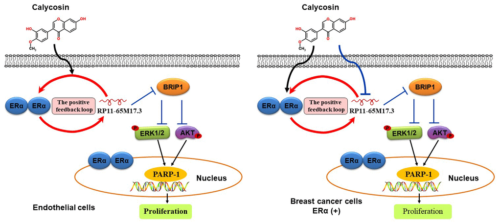 Schematic illustration of the proposed mechanism by which calycosin promotes the proliferation of ECs and inhibits the growth of BCCs. This selective activity of calycosin in ECs and BCCs depends on a feedback loop involving RP11-65M17.3 and ERα.