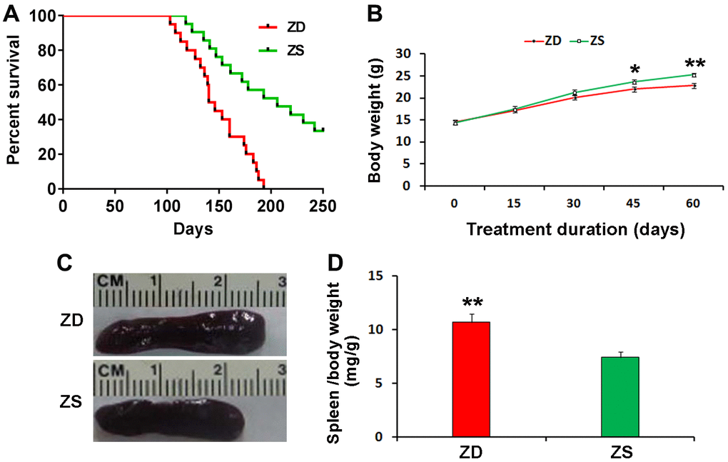 Effects of zinc deficiency on the lifespan, body weight and spleen index of Apcmin/+. (A) Four weeks old mice were fed with ZD and ZS diets for the long term. Plot evaluated by long-rank test, depicting the percentage survival of mice with ZD (n=20) versus mice with ZS (n=20) surviving longer than the endpoint. (B) ZD decreased body weight at the endpoint of ZD or ZS diet fed for the short term. The bodyweight of mice was recorded every 15 days. ZD significantly decreased body weight at diet fed for 45 and 60 days (n=15). (C) Representative image of larger spleen ZD group compared with ZS group. (D) ZD significantly increased the spleen index. Spleen index (mg/g) was calculated by normalizing spleen weight to body weight at endpoint (n=15). Data were represented as mean ± S.D. *P P 
