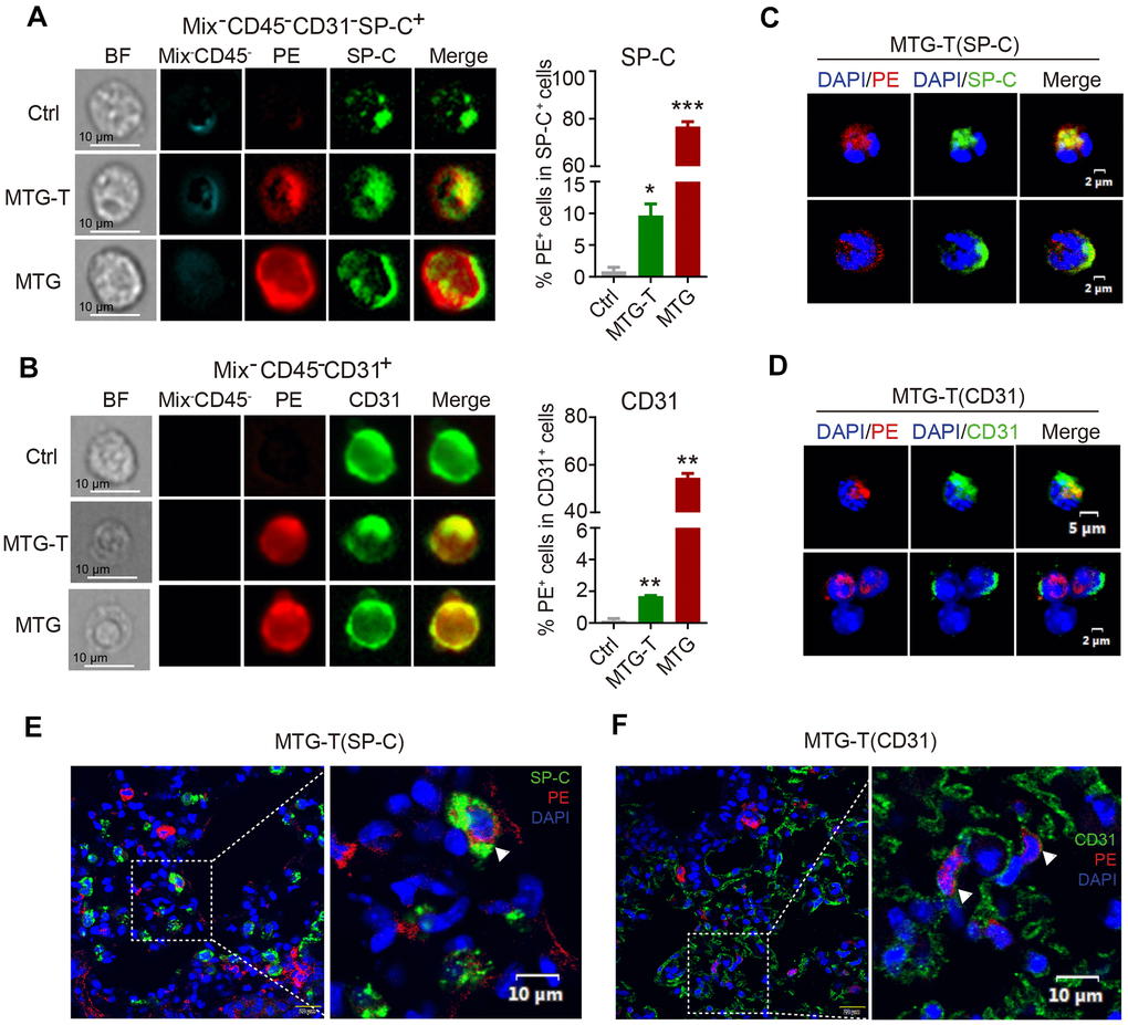 Co-localization of donor-derived cells and recipient lung tissue cells were observed. (A) The representative images by image flow cytometry results of donor derived PE red fluorescence and the recipient lung epithelial cell marker SP-C and (B) endothelial cell marker CD31. The right side showed the quantitative analysis of SP-C with PE, CD31 with PE with exclusion of the blood cells (Blood Mix antibodies and CD45). (C, D) Representative images of single-cell confocal of PE red fluorescence with lung epithelial cell SP-C and endothelial cell CD31 in sorted single PE positive cells of MTG-T group. (E, F) Representative images of confocal co-localizaiton of PE red fluorescence with lung epithelial cell marker SP-C, endothelial cell marker CD31 in situ lung section of MTG-T group, DAPI was stained to characterize the nucleus.