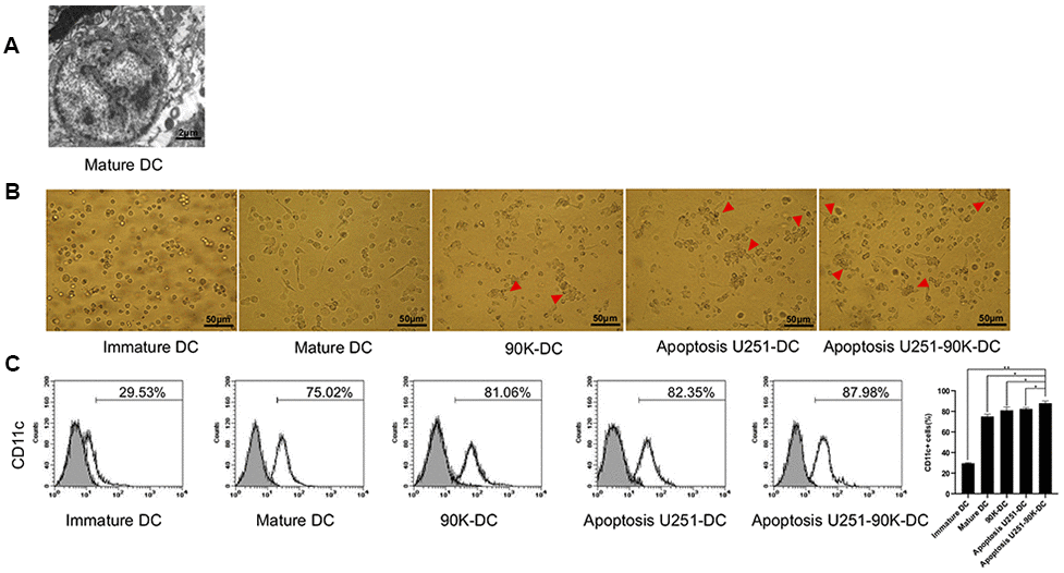 Combination of 90K and apoptotic U251 cells improved the performance of DC vaccine. (A) Mature DC under electric microscope. (B) Apoptosis U251-90K-DC group had more cells contact and fusion than other groups (red arrowhead). (C) The expression of CD11c on immature DC, Mature DC, 90K-DC, Apoptosis U251-DC and Apoptosis U251-90K-DC groups.