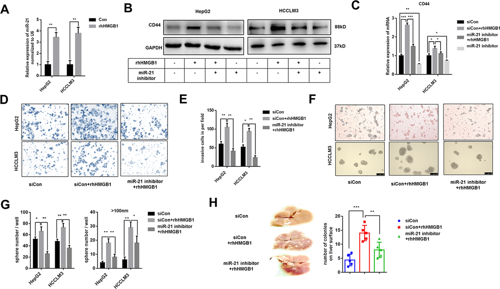 Extracellular HMGB1 increases CD44 expression via upregulating miR-21. (A) Q-PCR analysis shows that rhHMGB1 increases miR-21 expression. HepG2 and HCCLM3 cells were cultured with rhHMGB1 (1μg/ml) for 24h. (B) Immunoblot analysis shows that miR-21 inhibitor represses CD44 expression caused by rhHMGB1. HepG2 and HCCLM3 cells were transfected with negative control or miR-21 inhibitor and then cultured with rhHMGB1 (1μg/ml) for 24h. (C) Q-PCR analysis indicates that miR-21 inhibitor represses CD44 expression caused by rhHMGB1. HepG2 and HCCLM3 cells were transfected with negative control or miR-21 inhibitor and then cultured with rhHMGB1 (1μg/ml) for 24h. (D, E) Results from Invasion experiments indicate miR-21 inhibitor represses HCC invasion caused by rhHMGB1. HepG2 and HCCLM3 cells were transfected with negative control or miR-21 inhibitor and then cultured with rhHMGB1 (1μg/ml) for 24h. (F–H) Results from sphere formations experiments indicate miR-21 inhibitor represses HCC sphere formations caused by rhHMGB1. HepG2 and HCCLM3 cells were transfected with negative control or miR-21 inhibitor and then cultured with rhHMGB1 (1μg/ml) for 24h. (G) Results from metastasis model in vivo show that miR-21 inhibitor suppresses liver metastasis caused by rhHMGB1. HepG2 cells were transfected with negative control or miR-21 inhibitor and then cultured with rhHMGB1 (1μg/ml) for 24h. Data are means ± SEM, * means p