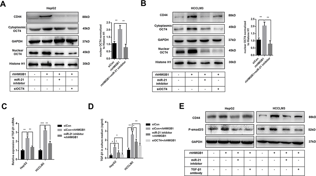 Extracellular HMGB1 promotes CD44 expression through miR-21 mediated activation of OCT4/ TGF-β1 signaling. (A, B) Immunoblot analysis shows that miR-21 inhibitor restricts OCT4 expression and nuclear translocation caused by rhHMGB1. HepG2 and HCCLM3 cells were transfected with negative control, OCT4 siRNA or miR-21 inhibitor and then cultured with rhHMGB1 (1μg/ml) for 24h. (C) Q-PCR analysis indicates miR-21 inhibitor represses TGF-β1 expression caused by rhHMGB1. HepG2 and HCCLM3 cells were transfected with negative control or miR-21 inhibitor and then cultured with rhHMGB1 (1μg/ml) for 24h. (D) Supernatant TGF-β1 is measured by ELISA assays and results indicate that miR-21 inhibitor and OCT4 siRNA both suppresses TGF-β1 secretion caused by rhHMGB1. HepG2 and HCCLM3 cells were transfected with negative control, OCT4 siRNA or miR-21 inhibitor and then cultured with rhHMGB1 (1μg/ml) for 24h. (E) Immunoblot analysis shows that miR-21 inhibitor and TGF-β1 antibody both suppress CD44 expression by inactivating TGF-β1/Smad signaling. HepG2 and HCCLM3 cells were treated with negative control, TGF-β1 antibody or miR-21 inhibitor and then cultured with rhHMGB1 (1μg/ml) for 24h. Data are means ± SEM, * means p