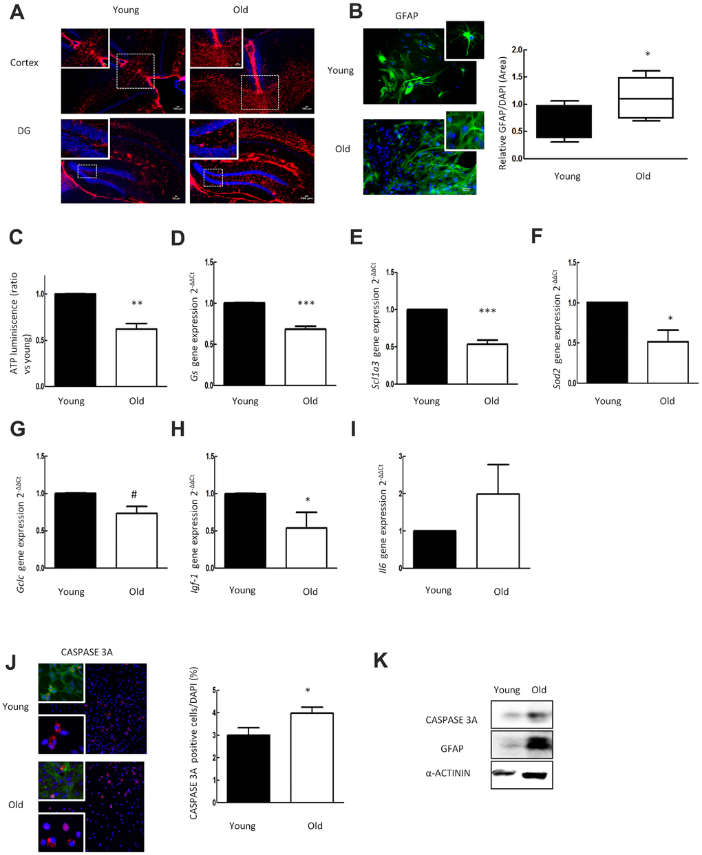 Aged astrocytes have increased reactivity, inflammation and cell death as well as loss of nutritive and anti-oxidative capacity. (A) Representative immunofluorescence for GFAP (red) in cortex and DG of young (2 month-old) and aged (over 24 month-old) C57BL/6J mice (n=2). (B) Representative immunofluorescence and the quantification for GFAP positive cells in 1DIV (young) and 30DIV (old) primary astrocytes cell culture derived from neonatal Wistar (n=6). (C) ATP luminescence levels of young and old primary astrocytes cultures (ratio compared to the young group) (n=4). (D–I) Expression of gs, slc1a3, sod2, gclc, igf-1 and il-6 in young and old primary astrocytes cultures (n=6). (J) Representative immunofluorescence of CASPASE 3A and co-staining of CASPASE 3A (red) with GFAP (green) together with DAPI (blue). Quantification for CASPASE 3A positive cells and in 1DIV (young) and 30DIV (old) primary astrocytes cell culture derived from P1 Wistar rat pups (n=6). (K) Protein expression of CASPASE 3A and GFAP in 1DIV (young) and 30DIV (old) primary astrocytes cell culture. Results are expressed as the mean ± SEM. Asterisks denote the significance levels when compared to the control group (***p