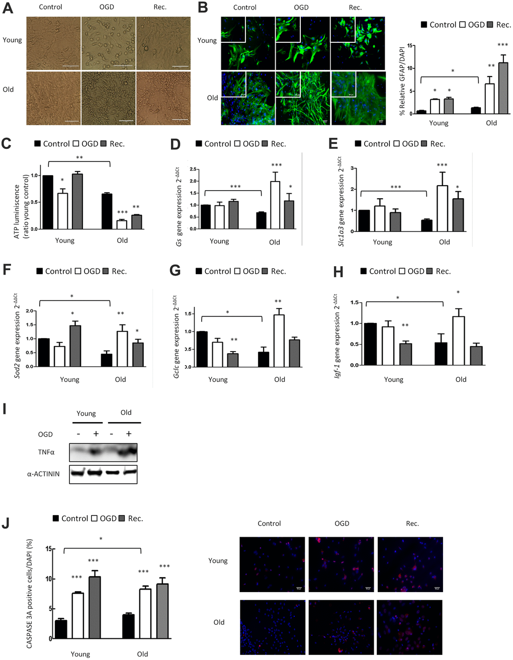 OGD has a higher impact in nutritive loss in aged compared to young astrocytes, whereas aged astrocytes have better anti-oxidant systems. (A) Representative optical microphotograph of young and old primary astrocytes derived from neonatal Wistar rats after 4h of OGD and after 20h of recovery compared to the control group. (B) Representative immunofluorescence and quantification of GFAP positive cells (green) in 1DIV (young) and 30DIV (old) primary astrocyte cell cultures after 4h of OGD and after 20h of recovery compared to the age matched control groups without OGD (n=6). (C) ATP luminescence levels in young and old primary astrocyte cultures after 4h of OGD and after 20h of recovery compared to control groups (n=4). (D–H) Expression of gs, slc1a3, sod2, gclc and igf-1 in young and old astrocytes after 4h of OGD and after 20h of recovery compared to controls (n=6). (I) Protein expression of TNFα in young and old cultured astrocytes after 4h of OGD compared to controls. (J) Representative immunofluorescence and the quantification for CASPASE 3A positive cells in 1DIV (young) and 30DIV (old) astrocytes cell culture derived from neonatal Wistar after 4h of OGD and after 20h of recovery compared to the control group (n=6). Results are expressed as the mean ± SEM. Asterisks denote the significance levels when compared to the control group (***p