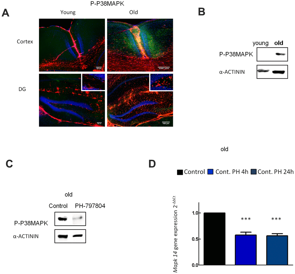 p38MAPK activity increases in aged astrocytes and its expression is reduced with PH-797804. (A) Representative immunofluorescence and quantification for phosphorylated p38MAPK (P-p38MAPK) (green) together with DAPI (blue) and GFAP (red) in the cortex and in the DG of young (2 month-old) and aged (over 24 month-old) C57BL/6J mice (n=2). (B) Immunoblot of P-p38MAPK in 1DIV (young) and 30DIV (old) primary astrocyte cultures derived from Wistar rat brains. (C) Immunoblot of P-p38MAPK in old astrocyte cultures with and without PH-797804 treatment. (D) MAPK14 gene expression in old astrocyte cultures treated with PH-797804 at different time points in comparison to the control groups (without treatment) (n=6). Results are expressed as the mean ± SEM. Asterisks denote the significance levels when compared to the control group (***p