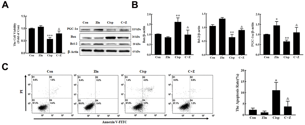 Pharmacological activation of PGC-1α by ZLN005 treatment suppresses cisplatin-induced injury in vitro. HK2 cells treated with cisplatin (5 μM) were incubated with ZLN005 (10 μM) for 48 h. (A) cell viability was determined by CCK8 assay. (B) The expression of apoptosis-related proteins (Bax and Bcl-2) and PGC-1α was measured by western blotting. (C) The effects of ZLN005 on cisplatin-induced apoptosis were determined by flow cytometry. Data are provided as the mean ± SEM, n=3 independent experiments. *P &P 