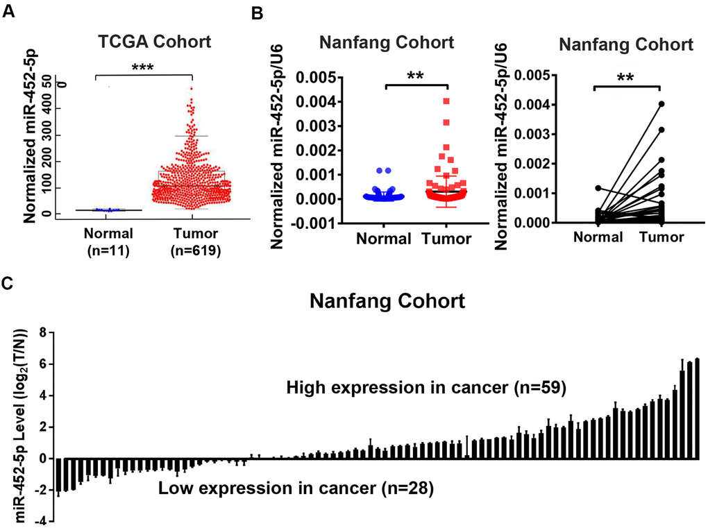 The up-regulation of miR-452-5p in CRC. (A) Bioinformatics analysis of miR-452-5p expression levels in colorectal cancer (T, n=619) and normal colorectal tissue (N, n=11) in TCGA database. (B) The expression levels of miR-452-5p in colorectal cancer tissues (T, n=87) and adjacent normal tissues (N, n=87) were detected by real-time quantitative PCR. (C) Waterfall plot showed the relative levels of miR-452-5p expression in colorectal cancer (T, n=87) and normal adjacent tissues (N, n=87).*p 