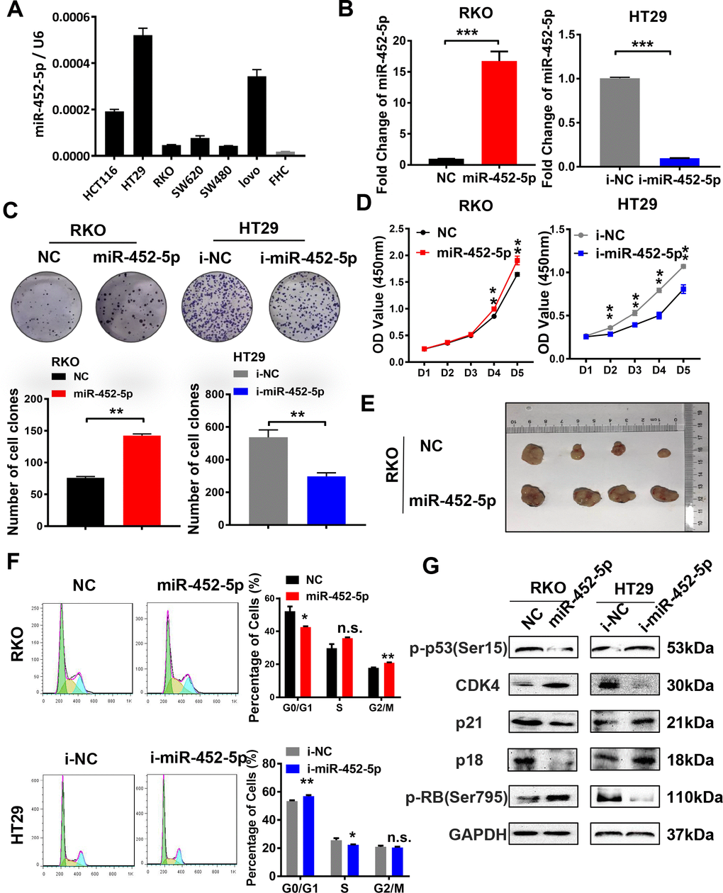 MiR-452-5p promotes malignant biological behaviors of CRC cells. (A) The expression levels of miR-452-5p in colorectal cancer cell lines and human normal intestinal epithelial cell line FHC. (B) Instantaneous transfection efficiency verification of miR-452-5p. (C) Effects of overexpression and knockdown of miR-452-5p on the proliferation of CRC cells: CCK8 assay. (D) Effects of overexpression and knockdown of miR-452-5p on the proliferation of CRC cells: panel cloning assay. (E) Effects of overexpression of miR-452-5p on subcutaneous tumor formation in nude mice. (F) Effects of overexpression and knockdown of miR-452-5p on CRC cell cycle: cell cycle detection by flow cytometry. (G) Cell cycle related-proteins detected by western blotting.*p 
