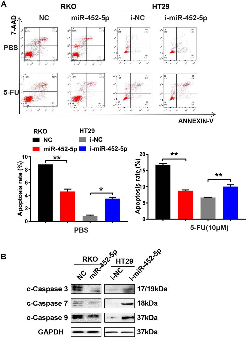 MiR-452-5p enhances resistance to 5-FU and reduces CRC apoptosis. (A) Detection of apoptosis in cells transfected with miR-452-5p and miR-452-5p inhibitor together with negative controls. (B) The expression of apoptosis-related proteins detected by western blotting.*p 