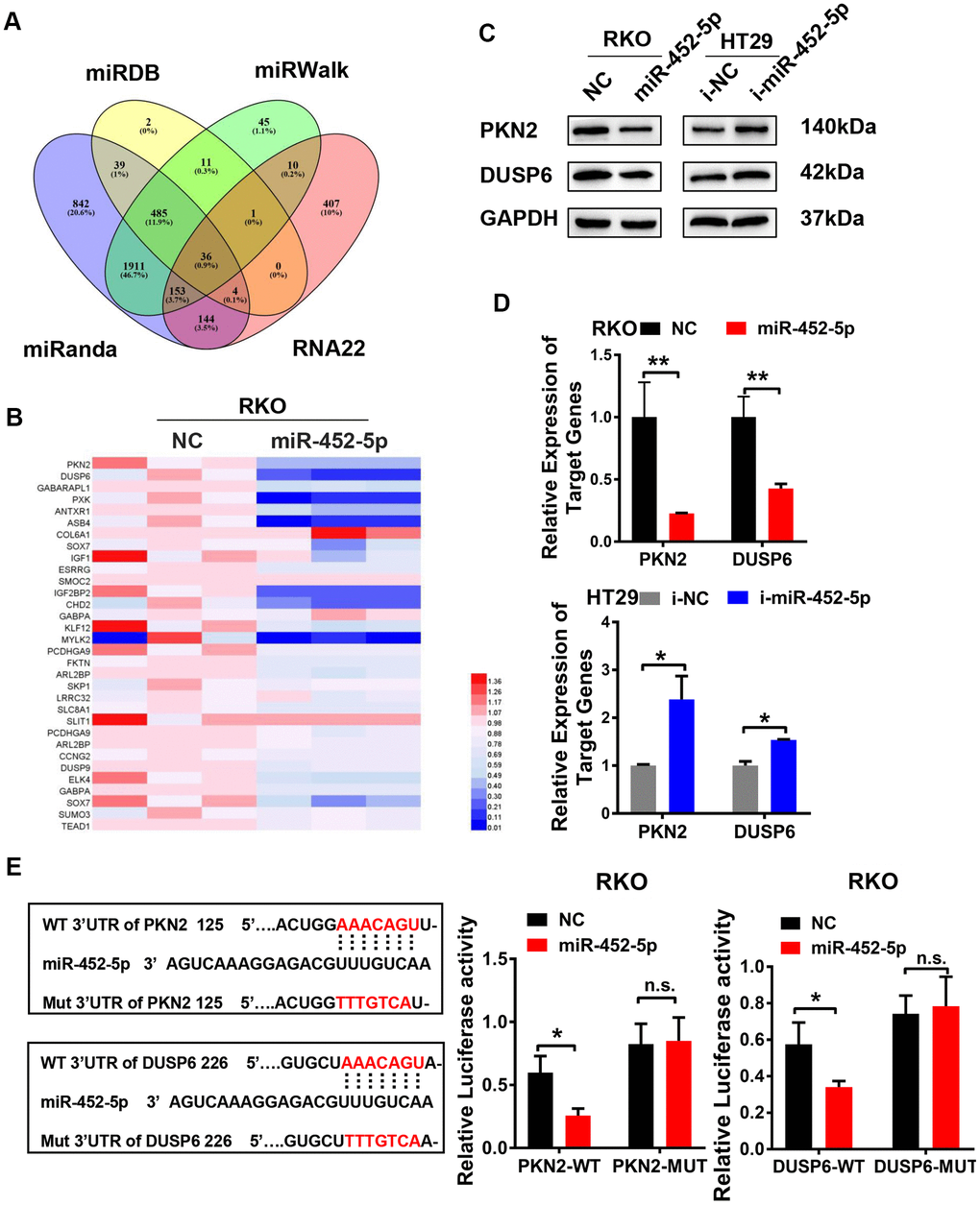 MiR-452-5p directly targets PKN2 and DUSP6. (A) Bioinformatics prediction of potential miR-452-5p target genes by 4 miRNA databases. (B) QRT-PCR results of candidate target genes. (C) The expression of PKN2 and DUSP6 after overexpression and knockdown of miR-452-5p detected by western blotting. (D) The expression of PKN2 and DUSP6 after overexpression and knockdown of miR-452-5p detected by qRT-PCR. (E) Luciferase reporter gene assay: binding sites and mutation sites of PKN2 and DUSP6 were shown on the left, luciferase reporter gene results were shown on the right. *p 