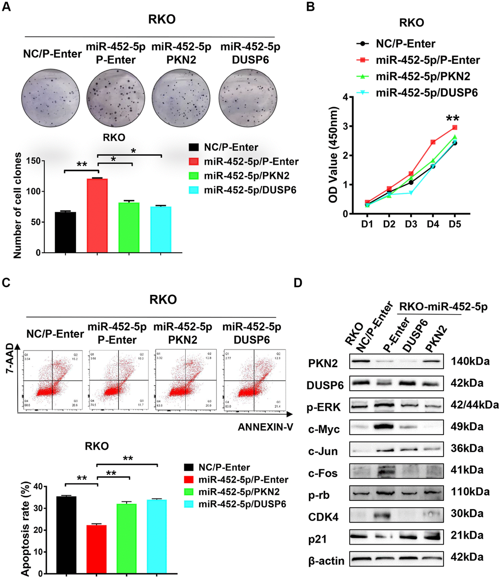 PKN2/DUSP6 axis is involved in the miR-452-5p regulation of CRC cells biological behaviors. (A) PKN2 and DUSP6 were verified to be involved in the regulation of miR-452-5p on colorectal cancer cell proliferation: panel cloning assay. (B) CCK8 assays showed that PKN2/DUSP6 reversed cell proliferation induced by miR-452-5p. (C) PKN2, DUSP6 were verified to be involved in the regulation of miR-452-5p on CRC cell apoptosis. (D) PKN2/DUSP6 axis was involved in the regulation of miR-452-5p on the important CRC signaling pathways.*p 
