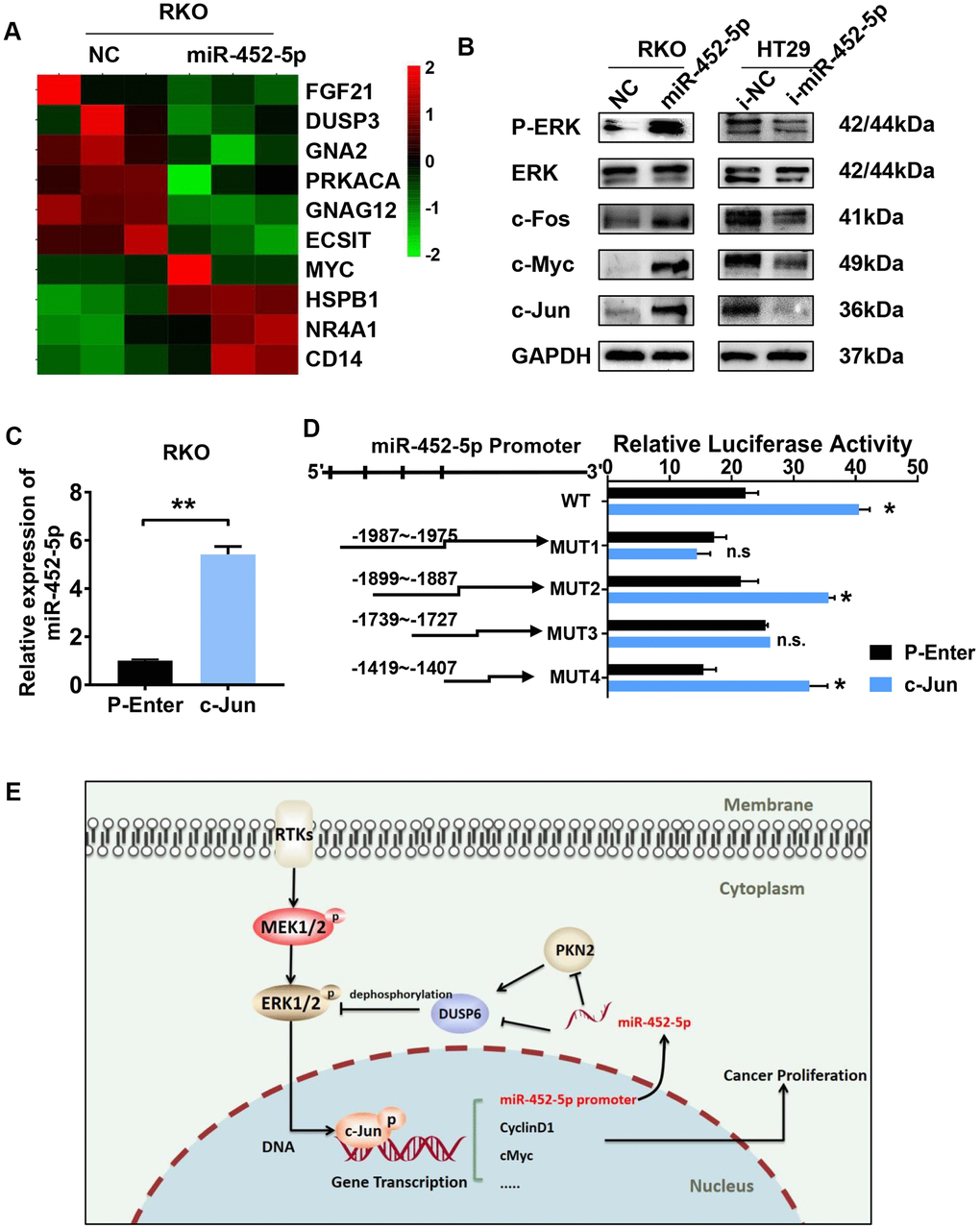 C-jun regulates the expression of miR-452-5p by promoting its transcription. (A) Heatmap analysis showed the MAPK signaling pathway genes as identified by sequencing. (B) Western blotting results of ERK/MAPK signaling pathway. (C) The expression of miR-452-5p after overexpression of c-Jun detected by qRT-PCR. (D) Luciferase reporter gene assay verified the direct transcriptional regulation effect of c-Jun on miR-452-5p. (E) A hypothetical model illustrating that miR-452-5p promotes the malignant behaviors of CRC through the miR-452-5p—PKN2/DUSP6—c-Jun positive feedback loop.*p 