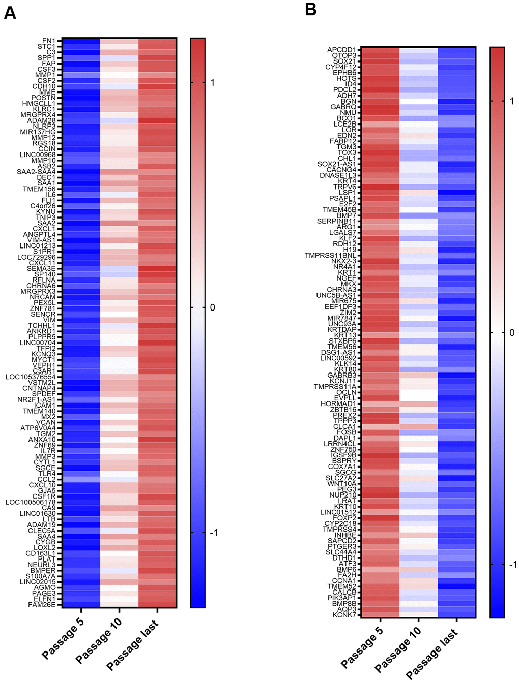 Top 100 Upregulated and Downregulated Genes. (A) Top 100 upregulated genes. These include those coding for proteins with functions in inflammation, proteases, protease inhibitors, and genes implicated in cancer. (B) Top 100 downregulated genes. These include 52 genes upregulated in at least one type of cancer (ID4, PDCL2, ADH7, BGN, GABRQ, NMU, LCE2B, LOR, FABP12, CACNG4, KRT4, TRPV6, TMEM45B, SERPINB11, ARG1, LGALS7, NKX2-3, NR4A1, KRT1, NGEF, UNC5B-AS1, MIR675, KRTDAP, KRT13, TMEM56, LINC00592, KLK14, KRT80, TMPRSS11A, OCLN, HORMAD1, PREX2, TPPP3, CLCA1, FOSB, DAPL1, LRRN4CL, IGSF9B, SLC27A2, WNT10A, NUP210, KRT10, LINC01512, CYP2C18, TMPRSS4, INHBE, SAPCD2, PTGER3, SLC44A4, CALCB, PIK3AP1, AQP3).