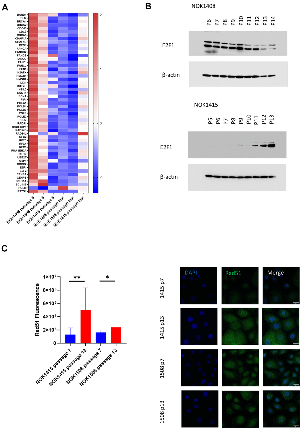 Unbiased, global RNA-sequencing. (A) Heat map by donor of DNA repair genes. Z-scores for genes involved in DNA repair whose mRNA was significantly downregulated (adj. p-value B) Immunoblotting for E2F1. Protein decreases with senescence for a female donor (Donor 1408), but increases for male donor (Donor 1415). (C) Change with senescence in Rad51 IF. Quantification (left, p-values determined using two-tailed t-test) and representative images (right).