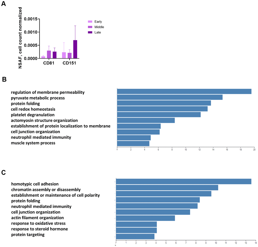 Unbiased, global mass spectrometry of CM and EVs. (A) Mass spectrometry of proteins isolated from CM by UC shows enrichment for exosomal markers. Mass spectrometry results are expressed as NSAF per 106 cells (spectral abundance factor normalized for protein size and cell count). (B) Overrepresentation analysis of proteins significantly increased in CM with senescence. Y-axis shows enrichment ratio. (C) Overrepresentation analysis of proteins significantly increased in EV pellet with senescence. Y-axis shows enrichment ratio. (B, C, p 