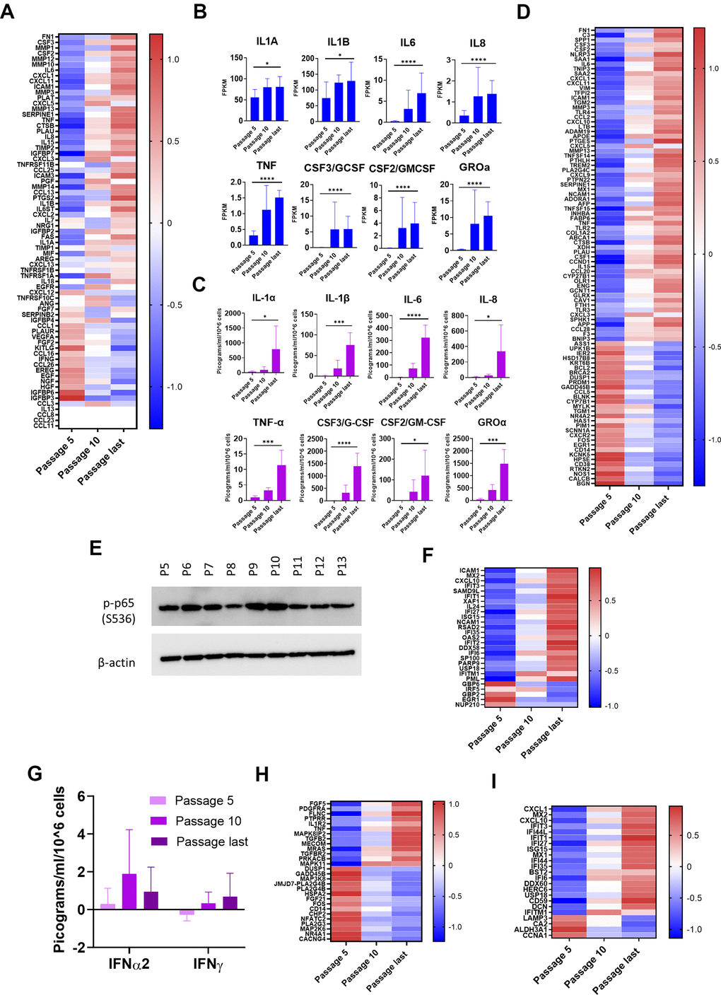 Inflammatory pathways upregulated with senescence. (A) Heat map of SASP protein components. Z-scores of changes in mRNA show upregulation, downregulation, or little change. Completely white rows represent zero FPKM at all passages for all donors. (B) mRNA levels of 8 selected major inflammatory SASP elements. Increases from passage 5 to last passage were significant (p C) Protein levels of the same 8 major inflammatory SASP elements in CM. Multiplex immunoassay results (Mean ± SD). Results normalized by cell count and by subtracting amounts of these proteins contained in the same quantity of clean medium. Y-axis scales differ. (Significance determined by t-tests.) (D) Heat map of differentially expressed genes (DEGs) in NF-κB pathways. Z-scores of mRNA changes. DEGs defined as adjusted p-value of change from passage 5 to last passage was 1.5 or less than -1.5. (E) Immunoblot for p-p65 (S536). Indication of NF-κB transcriptional activity (Donor 1415). (F) Heat map of DEGs in IFN pathways. Z-scores of mRNA changes. DEGs defined as in Figure 5D. (G) IFN levels in CM are low at all stages. Determined and normalized as in Figure 5C. None of the changes were significant (p H) Heat map of DEGs in p38MAPK pathways. Z-scores of mRNA changes. DEGs defined as in Figure 5D. (I) Heat map of IRDS DEGs. Z-scores of mRNA changes in IFN pro-survival gene set. DEGs defined as in Figure 5D. For Figure 5B, 5C, *p