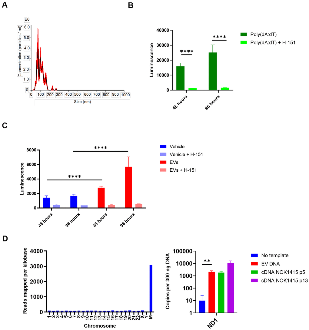 EVs from senescent NOKs activate IFN pathway signaling in THP-1 monocytes. (A) NanoSight analysis of EVs isolated by SEC shows vesicle size and quantity. (Error bars indicate +/-1 standard error of the mean.) (B) IFN transcription in THP-1 cells treated with poly (dA:dT). Over 96 hours, level was strongly reduced by the addition of the STING inhibitor H-151. (C) IFN transcription in THP-1 cells treated with EVs. Over 96 hours, level was significantly higher for cells co-incubated with EVs from senescent NOKs compared to vehicle-treated cells, and was significantly reduced by the addition of the STING inhibitor H-151. Results for Figure 7B, 7C show mean of 8 replicates for each condition ± SD. (D) DNA is associated with EVs from senescent NOKs. Left, DNA sequencing. Right, ddPCR results. No template reaction was negative control and cDNA from whole cell RNA was positive control. Readings in Figure 7B, 7C were normalized by subtracting mean luminescence of wells containing only Quanti-Luc reagent. Figure7B–7D significance levels determined using t-test. For Figure 7B–7D, *p