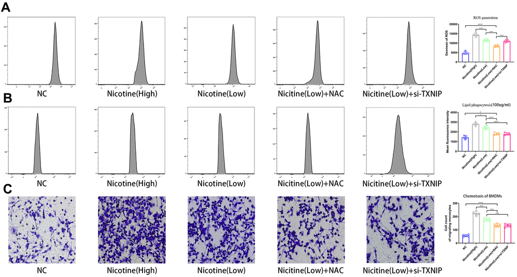 Nicotine exacerbates BMDM dysfunction by ROS production, lipid phagocytosis, and chemotaxis. (A) ROS production was measured in BMDMs by the ROS probe Relative (APC channel detected by flow cytometry), which increased with the nicotine concentrations (*P B) Lipid phagocytosis was measured in BMDMs by flow cytometry in the PE channel, which increased with nicotine concentration (*P C) chemotaxis towards medium containing CCL2 (50 ng/mL) was significantly increased in BMDMs pretreated with nicotine, as determined by a transwell assay (*P 