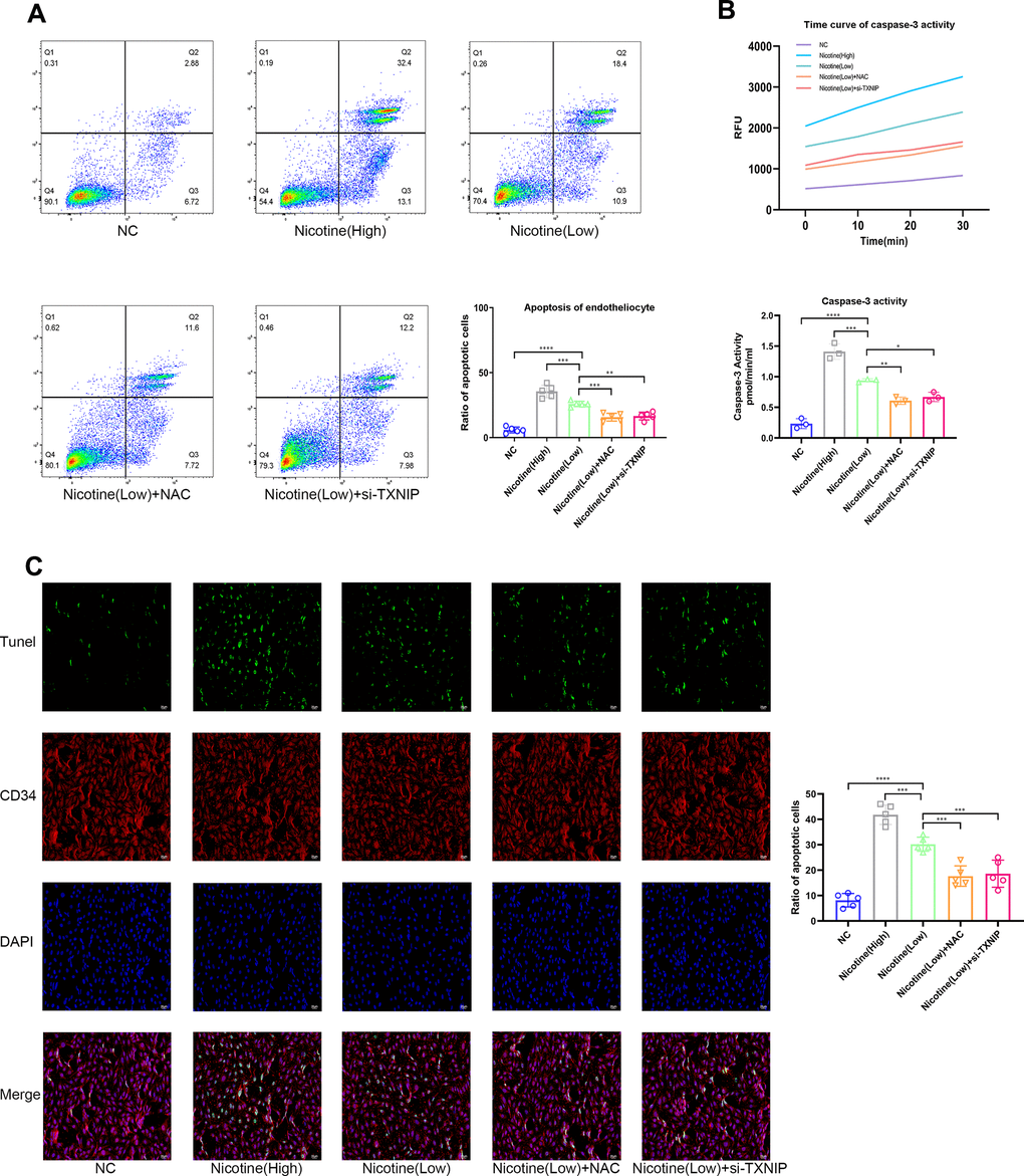 Nicotine exacerbates the pro-apoptotic effect of BMDMs on endotheliocytes. (A) Proportion of apoptotic endotheliocytes co-incubated with BMDMs pretreated with nicotine were analyzed by an AnnexinV-PI assay (*P B) A caspase-3 activity assay was employed to detect the apoptotic degree of endotheliocytes co-incubated with BMDMs pretreated with nicotine (*P C) The apoptotic degree of endotheliocytes induced by BMDMs pretreated with nicotine was analyzed by a TUNEL assay and binding of the CD34 antibody to endotheliocytes (*P 