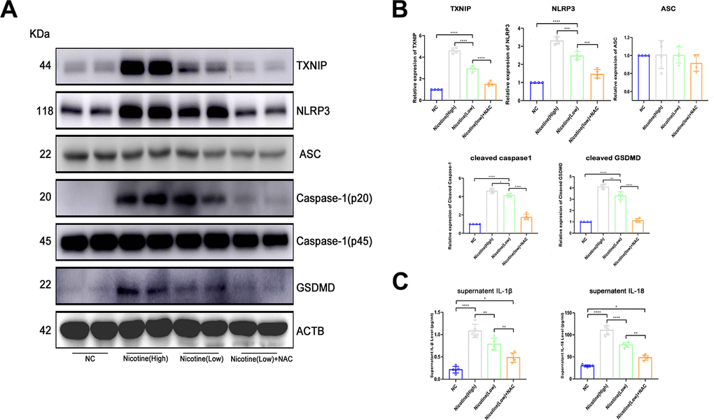 Nicotine activates the pyroptosis pathway in BMDMs by upregulating ROS production. (A, B) Western blot was used to detect the expression of TXNIP, NLRP3, ASC, caspase-1, and GSDMD. The average ratios were calculated based on gray intensity analysis (*P C) IL-1β and IL18 in the supernatant of BMDMs treated with or without nicotine were measured by ELISA (*P 