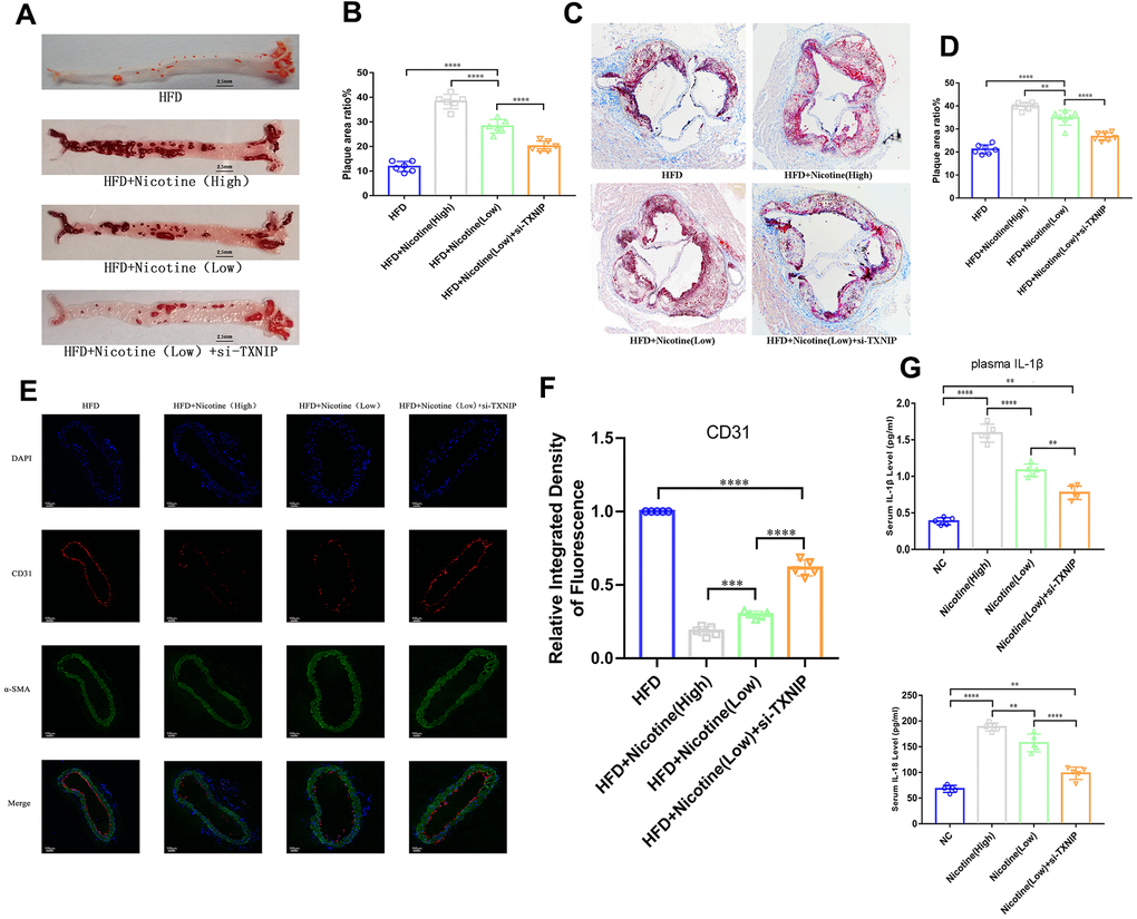 Nicotine exacerbates endothelial injury and atherosclerosis. (A, B) ApoE(-/-) mice fed a HFD and different concentrations of nicotine for 12 weeks, atherosclerotic lesion areas in the longitudinal-section of the aorta were estimated by Oil Red O staining (*P C, D) Atherosclerotic lesion areas in the cross-sections of the aortic root were estimated by Oil Red O staining (*P E, F) Vascular endothelium integrity of the brachiocephalic trunk cross-section was estimated through CD31 fluorescence intensity, with the degree of endothelial injury indicated by a lower fluorescence intensity (*P G) IL-1β and IL-18 from the plasma of ApoE(-/-) mice fed a HFD and different concentrations of nicotine for 12 weeks were analyzed (*P 