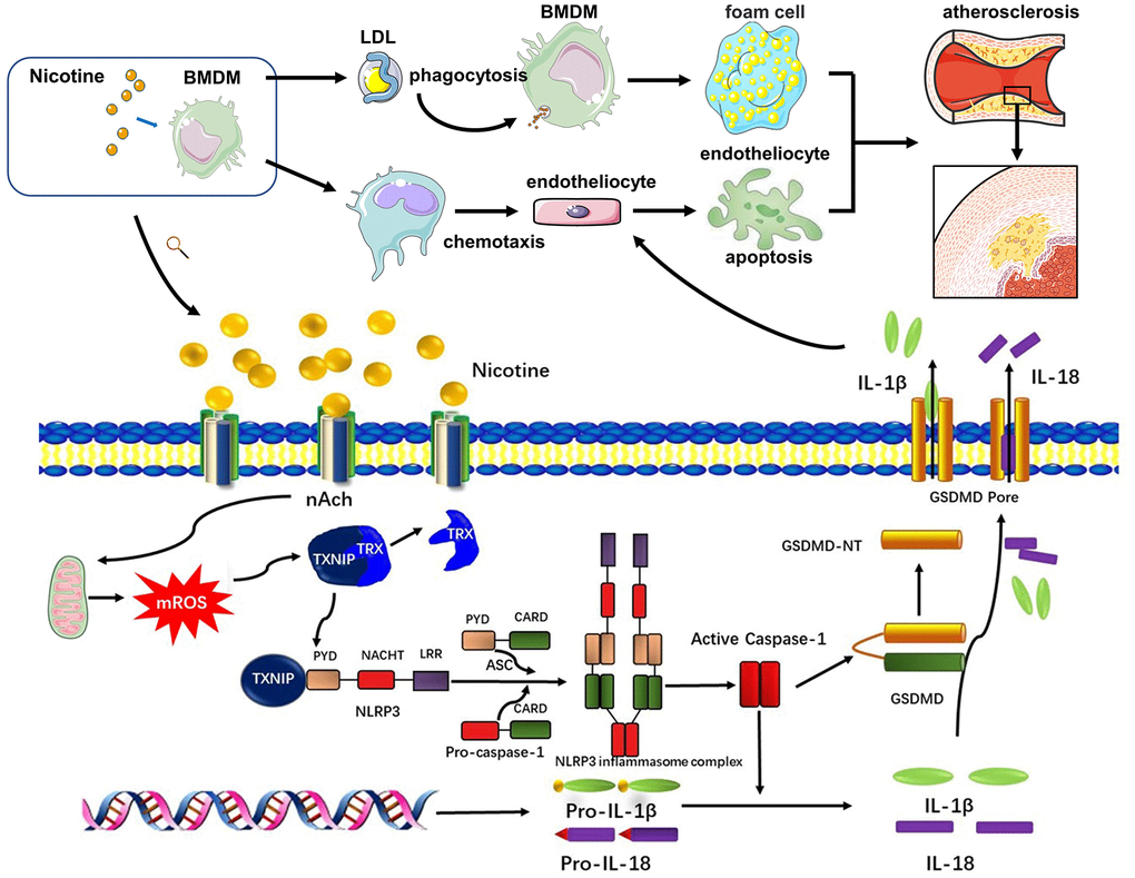 Signaling pathway diagram. Nicotine elevated mROS production through binding to nAch receptors on the surface of macrophages. mROS upregulated the expression of TXNIP, which was binded to and inhibited activation of TRX leading to formation of NLRP3 inflammasome. NLRP3 inflammasome was the key to open the process of pyroptosis, which eventually released cytokines, mainly IL-1β, IL-18, caused by GSDMD. Under the influence of nicotine, dysfunction of macrophages mainly manifested in two aspects. One was that nicotine increased LDL-phagocytosis of macrophages, which accelerated the formation of foam cells. The second one was that nicotine activated pyroptosis process through evaluating ROS production to release more cytokines which inducing endothelial injury.