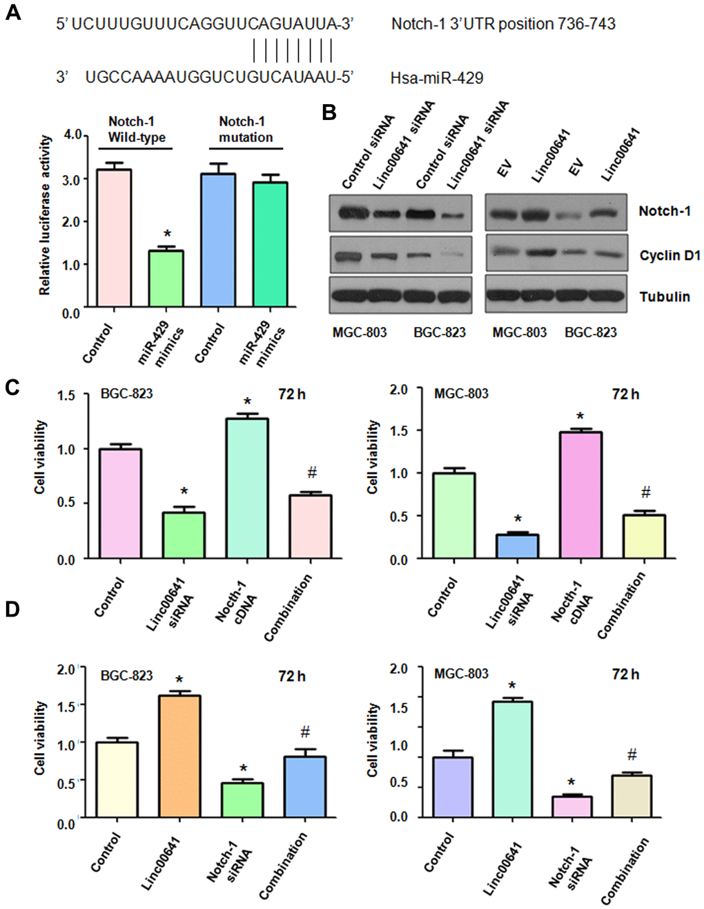 Effects of linc00641 overexpression on migration and invasion. (A) The potential interaction between miR-429 and Notch-1 is shown. Dual luciferase reporter assays were used to validate the targeting of miR-429 to wild-type Notch-1 in BGC-823 cells. (B) Western blot analysis was applied to examine Notch-1 expression in gastric cancer cells after linc00641 modulation. (C) The cell viability was tested by MTT assays after linc00641 siRNA and Notch-1 cDNA cotransfection. *P # P D) Cell viability was detected by MTT assays in gastric cancer cells with linc00641 overexpression and Notch-1 downregulation. *P # P 