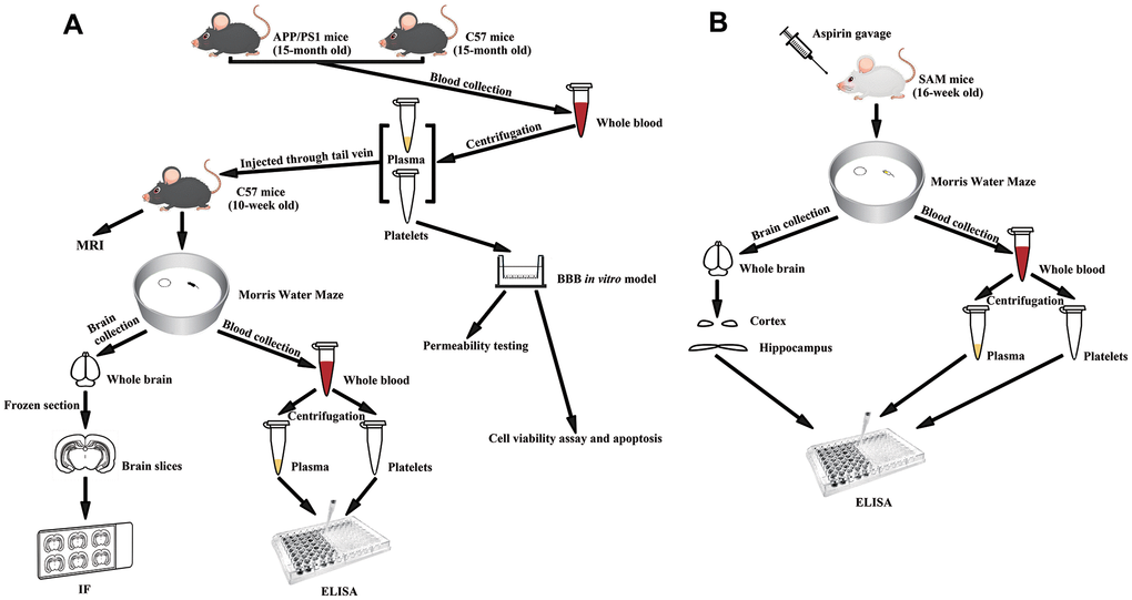 Experimental diagram. (A) Experimental flowchart of APP/PS1 mice injected with senescent platelets through tail vein. (B) Experimental flowchart of SAM mice given aspirin by gavage.