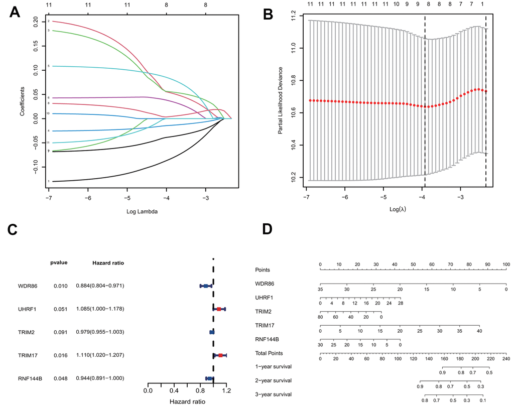 Construction of the predictive five E3/DUB-related genes signature model in the training group. (A) LASSO coefficient profiles of the expression of 11 candidate genes. (B) Confidence intervals for each lambda. (C) Multivariate Cox analysis of 8 genes derived from the Lasso. (D) A nomogram of the five-gene model predicting patient outcome.