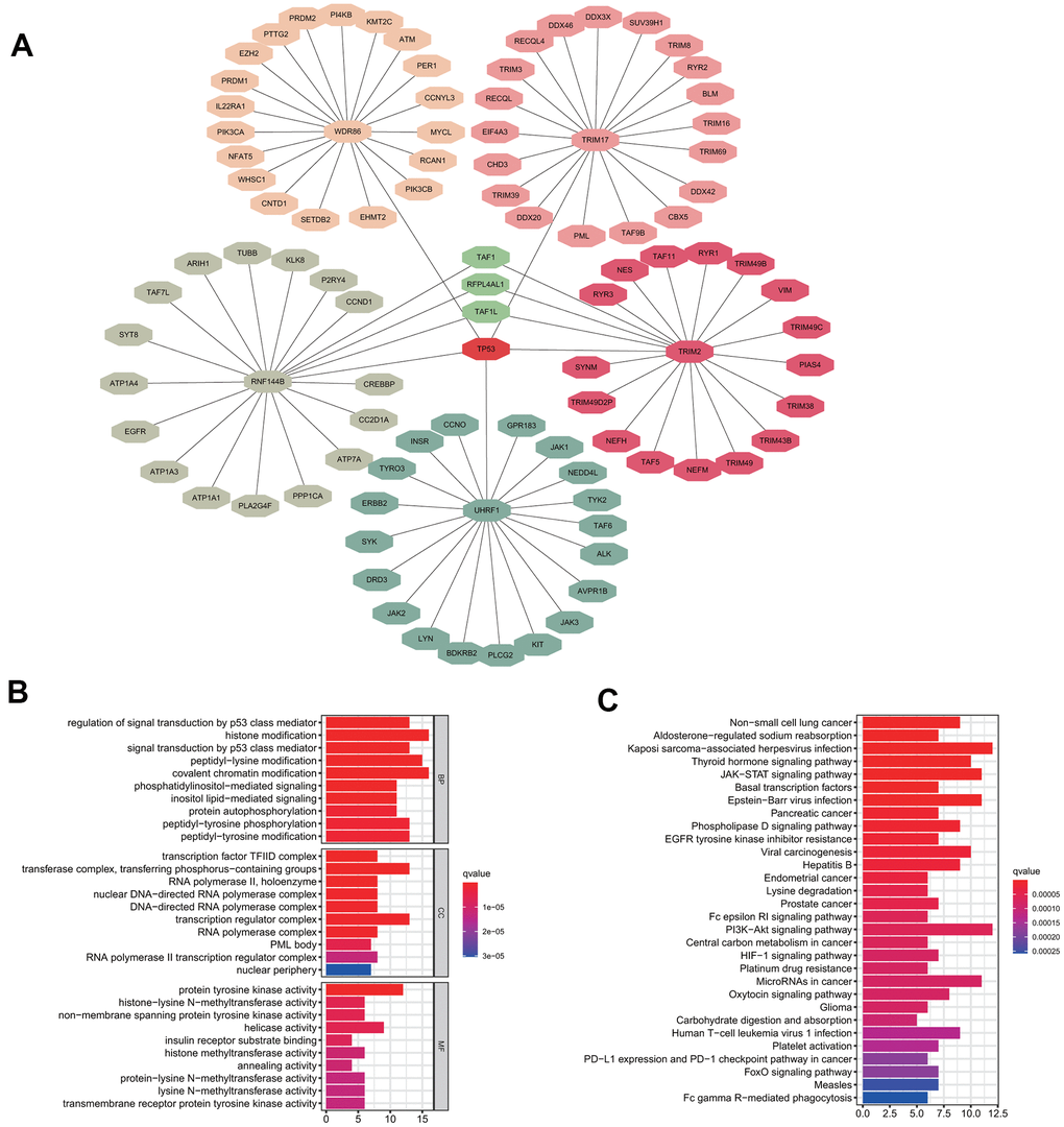 Substrate protein prediction and potential functional analysis. (A) The prediction of substrate proteins. (B) GO enrichment analysis. (C) KEGG pathway enrichment analysis.