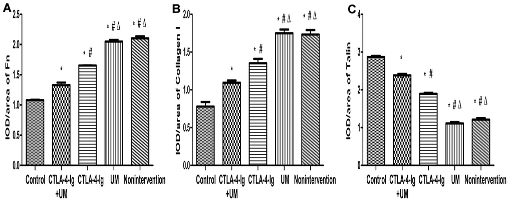 Comparison of the expression of Fn, collagen I, and talin in rat kidneys. Data are expressed as means ± standard deviation, IOD / area of Fn, Collagen I, and Talin: integrated optical density value per unit area of Fn, Collagen I, and Talin. (A) Fn, * P B) Collagen I, * P C) Talin, * P 