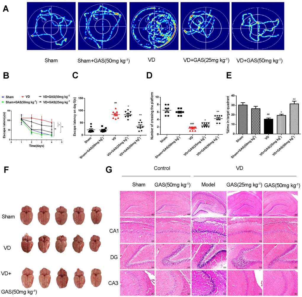 GAS ameliorated cognitive dysfunction in VD model rats. (A) Typical swimming tracks of VD rat in the Morris water maze test. (B) Mean daily escape latency was examined. (C) The escape latency of VD model rats is significantly longer than the sham group. After 8 weeks of GAS treatment, the escape latency is significantly shortened in the probe trial. (D) The number crossings in the target quadrant in the probe trial. (E) Percentage of time spent in the target quadrant in the probe trial. (F) Representative photographs of the dissected brain. (G) Observation of morphological changes in hippocampal neurons by H&E staining (×50, ×200. Scale bars: 200 μm or 50 μm. Data are presented as the mean ± standard error of the mean (SEM). ##P*P**P