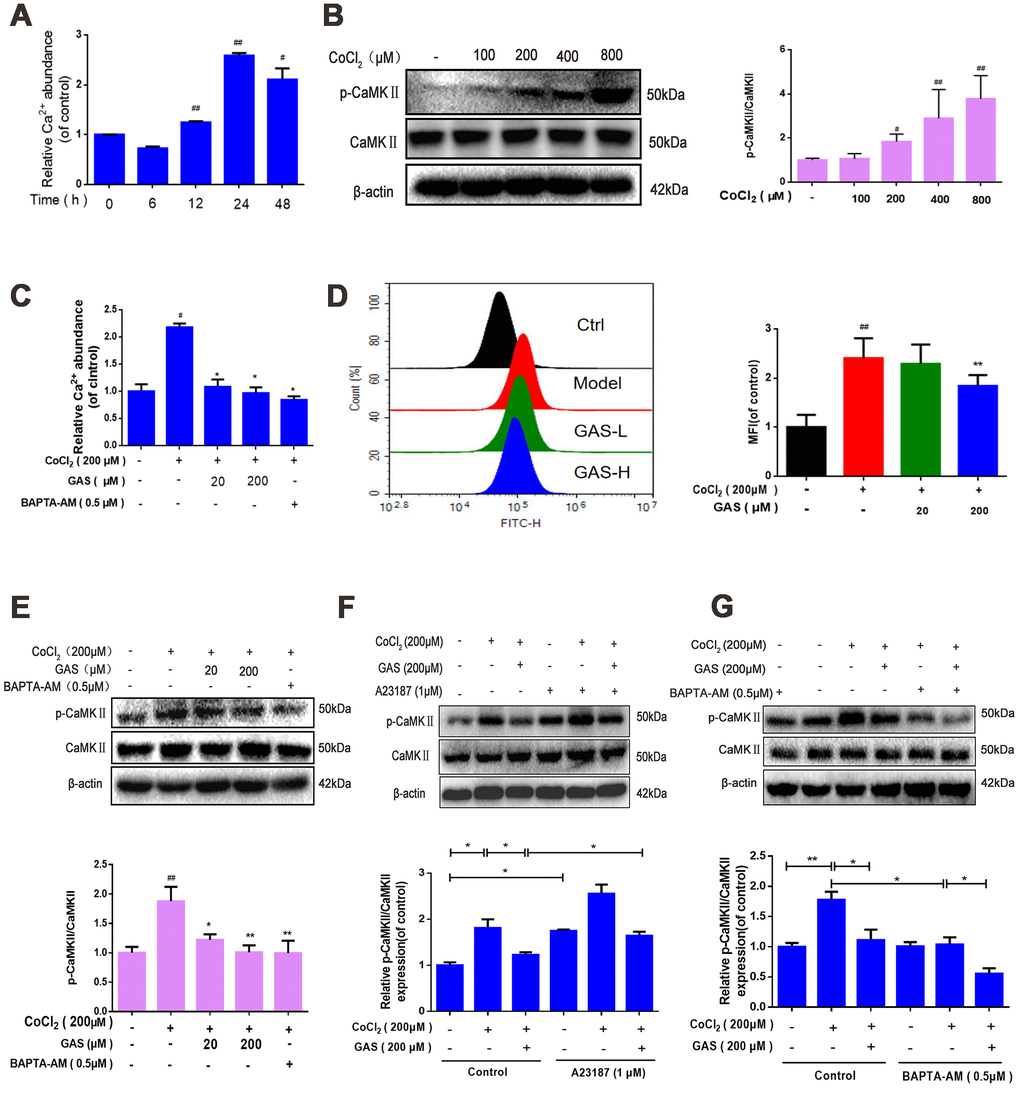GAS alleviated CoCl2-induced intracellular Ca2+ abundance and CaMKII activation. (A) After HT22 cells were treated with CoCl2 for different time points, the Ca2+ content was detected using a commercial calcium quantitative kit. (B) After HT22 cells were treated with different doses of CoCl2 for 24 h, phosphorylated CaMKII α increases in a dose-dependent manner. β-actin was used as a loading control. (C) HT22 cells were pretreated with GAS and BAPT-AM (0.5 μM) for 1 h and then plated with CoCl2 (200 μM) for 24 h; the Ca2+ content was detected using a commercial calcium quantitative kit. (D) HT22 cells were pretreated with GAS for 1 h and exposed to CoCl2 (200 μM) for 24 h; cytosolic Ca2+ levels were measured by flow cytometry. (E) GAS, similar to calcium chelator (BAPTA-AM), can reduce the level of phosphorylated CaMKII. (F–G) Levels of CaMKII and phosphorylated CaMKII (Ser249) in HT22 cells treated with calcium chelator (BAPTA-AM) or calcium ionophore (A23187) were detected with or without GAS treatment (200 μM) for 24 h (n = 3). The experimental results were normalized to β-actin levels and are shown as fold changes relative to control cells. Data are presented as the mean ± standard error of the mean (SEM) from three independent experiments. ##P*P2. GAS, gastrodin; CoCl2, cobalt chloride; CaMKII, Ca2+-calmodulin stimulated protein kinase II.
