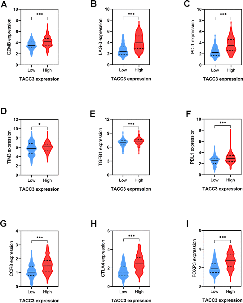Correlations between T cells exhaustion-associated markers and TACC3 expression. (A) GZMB, (B) LAG-3, (C) PD-1, (D) TM3, (E) TGFβ1, (F) PDL1, (G) CCR8, (H) CTLA4, (I) FOXP3. The blue and red violins represent T cells-exhaustion associated markers in low and high TACC3 expressing groups, respectively. All these markers showed significant differences between TACC3 high and low expressing groups. The solid lines represent median expressions of infiltrated cells and the dotted lines represent quartiles. * p