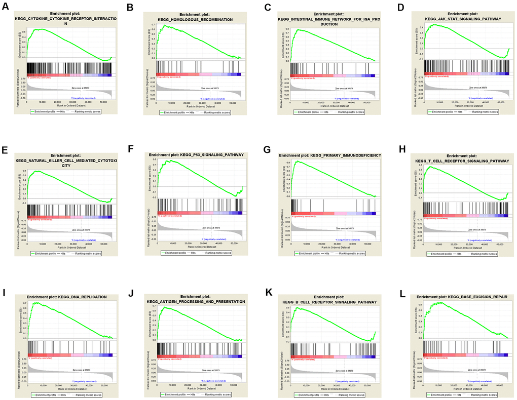 Gene sets enriched in the high TACC3 expression phenotype using GSEA. The results showing immune-associated pathways: cytokine-cytokine receptor interaction (A), intestinal immune network for IgA production (C), natural killer cell-mediated cytotoxicity (E), primary immunodeficiency (G), T cell receptor signaling (H), antigen processing and presentation (J) and B cell receptor signaling (K); p53 signaling pathway (F); JAK/STAT signaling pathway (D); DNA repair-associated pathways: homologous recombination (B), DNA replication (I), and base excision repair (L).