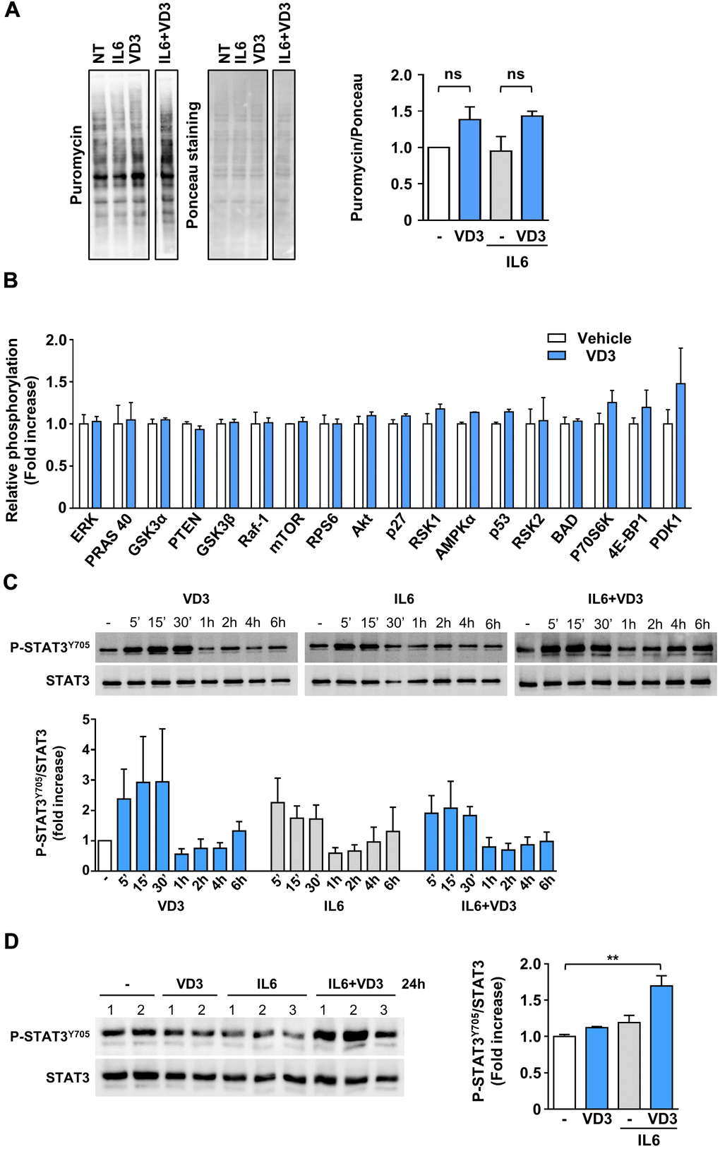 VD3 does not stimulate protein synthesis but activates STAT3. (A) Protein synthesis upon 24 h of treatment with 20 ng/ml IL6 in the presence or absence of 100nM VD3 was evaluated by SUnSET assay. Incorporation of puromycin into newly synthesized proteins was visualized by Western blotting and normalized on total proteins detected by Ponceau staining (representative images on the left of the panel). Densitometry of three experiments is shown on the right part of the panel. (B) Relative phosphorylation of proteins of Akt pathway after 30 min treatment with 100 nM VD3 through protein array analysis. (C) Representative western blot (top) and densitometry (bottom) of phosphorylated STAT3Y705 levels in C2C12 myotubes treated with 100 nM VD3, 20ng/mL IL6, or their combination for the indicated times. (D) Western blot (left) and densitometry (right) of phosphorylated STAT3Y705 levels in C2C12 myotubes treated with VD3, IL6, or their combination for 24 h. Data are presented as the mean ± SEM of three independent experiments except for (D), in which data are presented as the mean ± SD of the independent experiments indicated on the blot. **P