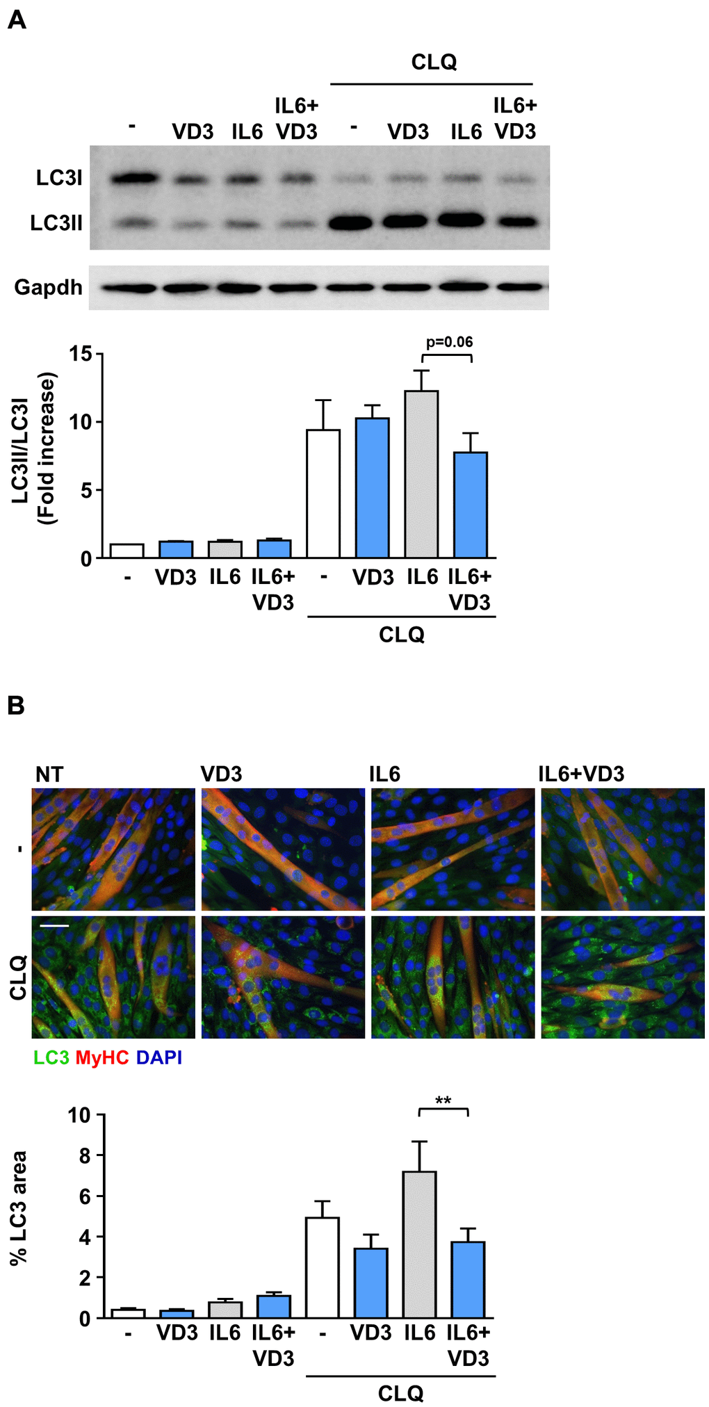 VD3 modulates the autophagic flux in IL6-treated C2C12 myotubes. C2C12 myotubes in DM were treated for 24 h with 100 nM VD3, 20ng/mL IL6, or their combination in the presence and absence of 10 μM of chloroquine (CLQ). The autophagosome marker LC3 was detected by western blotting (A) or immunofluorescence (B). Autophagic flux was assessed by quantifying the ratio of LC3 signal in the presence vs. absence of CLQ. For each panel, representative images are on the top and quantification on the bottom. Scale bar, 50 μm. **P 