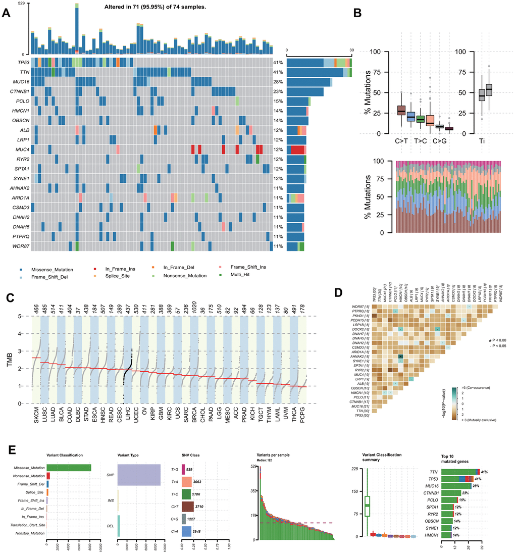 Landscape of mutation profiles in involved hepatocellular carcinoma tissue samples. (A) Mutation information of top 20 genes in each sample. Different colors and notes at the bottom represented types of mutations. (B) Overall distribution of the six different base substitution mutation frequency (above) and conversion ratio in each sample (below). (C) Tumor mutational burden ranking of HCC among all tumors in the Cancer Genome Atlas. (D) Co-occurrence associations across top 25 mutated genes. (E) Summary of the mutation information in all HCC tissue. TMB, tumor mutational burden; SNP, single nucleotide polymorphism; SNV, single nucleotide variants. HCC, hepatocellular carcinoma.