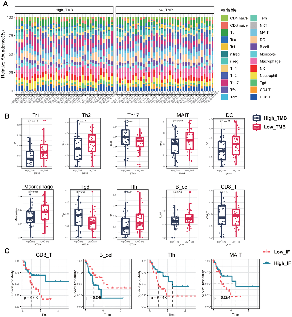 Infiltrating immune cells between different TMB groups and the effect on overall survival. (A) 24 types of infiltrating cells estimated by ImmuneCellAI. Different colors represent different types of immune cells, and the column length has been normalized by percentage. (B) 6 kinds of immune cells with significant infiltration in different TMB groups, and 3 others may affect the survival and prognosis of patients. (C) Kaplan–Meier survival analysis identified 4 types of immune cells that may affect the survival status. MAIT, Mucosal associated invariant T cells; Tc, cytotoxic T cells; Tex, exhausted T cells; Tr1, type 1 regulatory cells; nTreg, Natural regulatory T cells; iTreg, Induced regulatory T cells; Th1, Type 1 T helper cells; Th2, Type 2 T helper cells; Th17, Type 17 T helper cells; Tfh, Follicular helper T cells; Tcm, Central memory T cells; Tem, Effector memory T cells; NKT, Natural killer T cells; MAIT, Mucosal-associated invariant T cells; DC, Dendritic cells; Tgd, Gamma-delta T cells; TMB, tumor mutational burden; Low