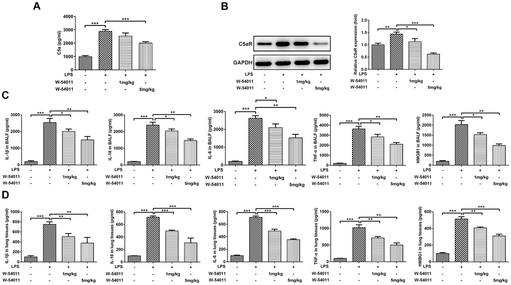 Alterations of C5aR and proinflammatory cytokines level. (A) The content of C5a in serum was measured by ELISA assay. (B) The protein expression of C5aR in lung tissues were detected by western blotting. (C, D) The concentrations of pro-inflammatory cytokines including IL-1β, IL-18, IL-6, TNF-α and HMGB1 in BALF (C) and the lung tissues (D) were measured by ELISA kits, respectively. n = 7. *P **P ***P 