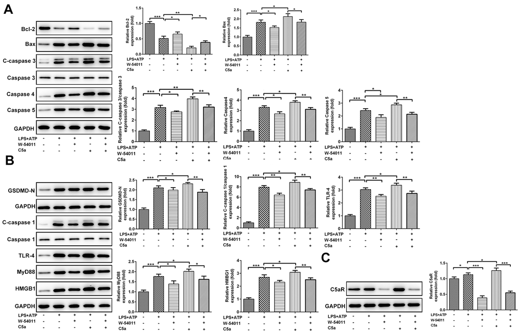 The effect of W-54011 on the expression of proteins related to apoptosis and pyroptosis in Beas-2B cells. (A) The expression of apoptosis-related proteins including Bcl-2, Bax, Caspase 3, Caspase 4 and Caspase 5 in different groups was detected using western blotting. (B) The expression of pyroptosis-related proteins including GSDMD, Caspase 1, TLR-4, MyD88 and HMGB1 in different groups was analyzed using western blotting. (C) The protein expression of C5aR in Beas-2B cells was analyzed using western blotting. Each experiment was repeated at least 3 times. The bar graphs represent the mean gray value of the protein bands after normalized to GAPDH. All data was achieved from 3 times independent replicated experiments. *P **P ***P 