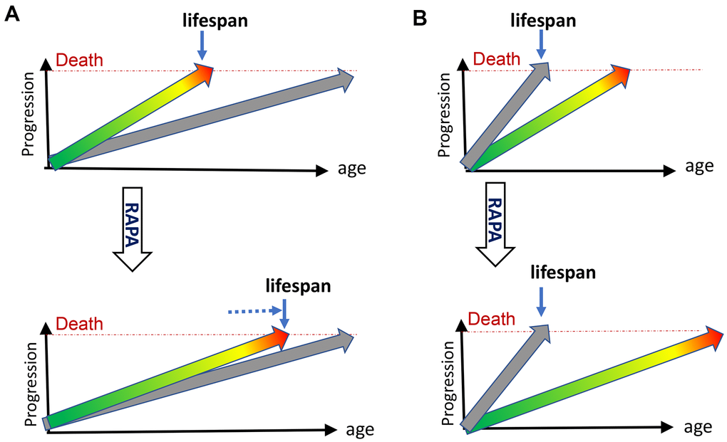 Rapamycin extends lifespan in natural but not progeroid mice. (A) Natural mice. Hyperfunctional aging (green/yellow/red arrow) progresses from development (green) to diseases (red), reaching death threshold and limiting lifespan. Accumulation of molecular damage (gray arrow) is slow and does not reach death threshold in animal lifetime. It would take longer to die from molecular damage. Treatment with rapamycin (RAPA) extends lifespan by slowing down mTOR-driven aging (B) Progeroid, telomerase- or DNA-repair-deficient mice. Accumulation of molecular damage (gray arrow) is artificially accelerated to become life-limiting. Treatment with rapamycin (RAPA) cannot extend lifespan.