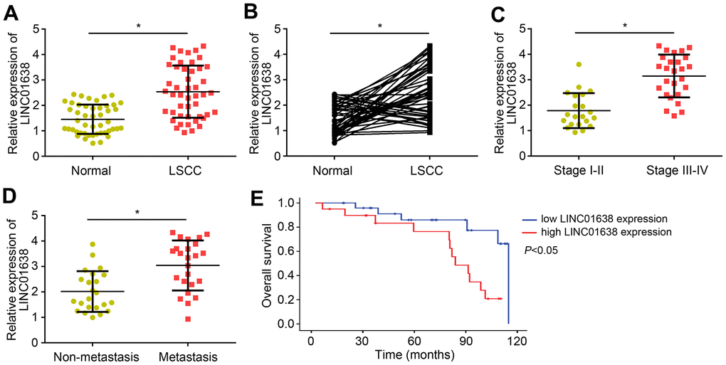 Upregulated expression levels of LINC01638 in LSCC tissues. (A) LINC01638 expression was upregulated in LSCC tissues compared to adjacent normal tissues. (B) LINC01638 was upregulated in most of the LSCC tissues compared to paired normal tissues. (C) LINC01638 was upregulated in advanced stages of LSCC tissues. (D) LINC01638 level was raised in LSCC tissues with lymph node metastasis. (E) LINC01638 overexpression was associated with a low survival rate. *P