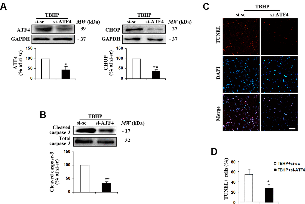 Suppression of ATF4 expression by siRNA transfection inhibited TBHP-induced apoptosis of HTMCs. HTMCs were transfected with siRNA specific to ATF4 (si-ATF4) or to scramble sequences (si-sc) for 48 h, after which they were exposed to 50 μM of TBHP for additional 12 h. (A) The suppression efficiency of ATF4 using si-RNA transfection and the expression of its downstream target CHOP were determined by Western blot analysis (mean ± SEM, n = 3). (B) Levels of cleaved caspase-3 were examined by Western blot. Intensities of protein expression were quantified, normalized against the level of total caspase-3 and expressed as relative changes to protein abundance in cells transfected with scramble control (si-sc) (mean ± SEM, n = 3). (C) Apoptotic cells were examined by TUNEL staining (red, TUNEL; blue, DAPI; scale bar, 100 μm). (D) Numbers of apoptotic cells were quantified and expressed as the percentage of TUNEL-positive to DAPI-positive cells (mean ± SEM, n = 3). *P**P