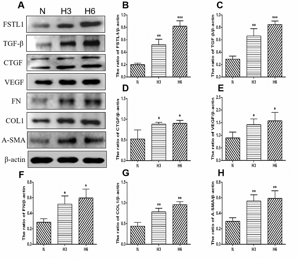 The expression of FSTL1, TGFβ, CTGF, VEGF, FN, COL1, and α-SMA proteins in HUVECs. (A) shows western blots representatives of FSTL1, TGFβ, CTGF, VEGF, FN, COL1, α-SMA, and β-actin in HUVECs. (B–H) shows the ratio of FSTL1, TGFβ, CTGF, VEGF, FN, COL1, and α-SMA to β-actin in the hypoxic treated HUVECs and normal controls, respectively. Indicates the quantitative analysis of western blots figures in the normal, 3 h hypoxia, and 6 h hypoxia models using ImageJ. The 3 h and 6 h hypoxia results indicated that FSTL1, TGFβ, CTGF, VEGF, FN, COL1, and α-SMA were expressed at significantly higher levels than in normal cells (N: normal, h3: 3 h hypoxia, h6: 6 h hypoxia). Data are expressed as mean ± SEM. * P 