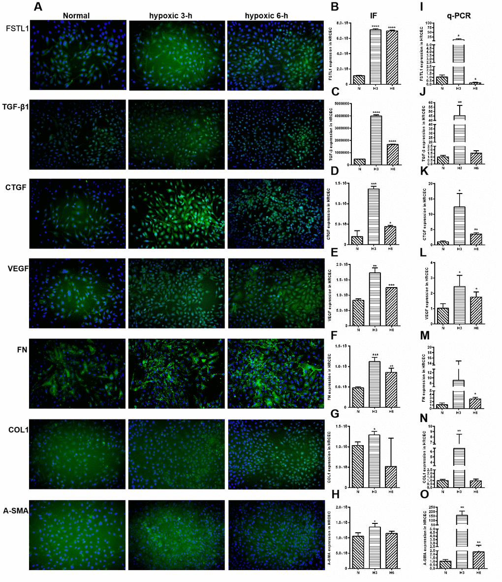 The expression of FSTL1, TGFβ, CTGF, VEGF, FN, COL1 and α-SMA in HRCECs. In Immunofluorescence figures, (A) indicates normal cell fluorescence, hypoxic 3 h cell fluorescence and hypoxic 6 h cell fluorescence (10×). (B–H) indicates the quantitative analysis of immunofluorescence figures in the normal, 3 h hypoxia, and 6 h hypoxia models using ImageJ. The 3 h and 6 h hypoxia results indicated that FSTL1, TGFβ1, CTGF, VEGF, FN, COL1, and α-SMA were expressed at significantly higher levels than in normal cells. (I–O) indicates that the mRNA expression of FSTL1 and ECM-related factors in the three models. The expression of FSTL1, TGFβ1, CTGF, VEGF, FN, COL1, and α-SMA mRNA in 3 h and 6 h hypoxia conditions, respectively, were expressed at significantly higher levels than in normal cells (N: normal, h3: 3 h hypoxia, h6: 6 h hypoxia). Data are expressed as mean ± SEM. * means P 