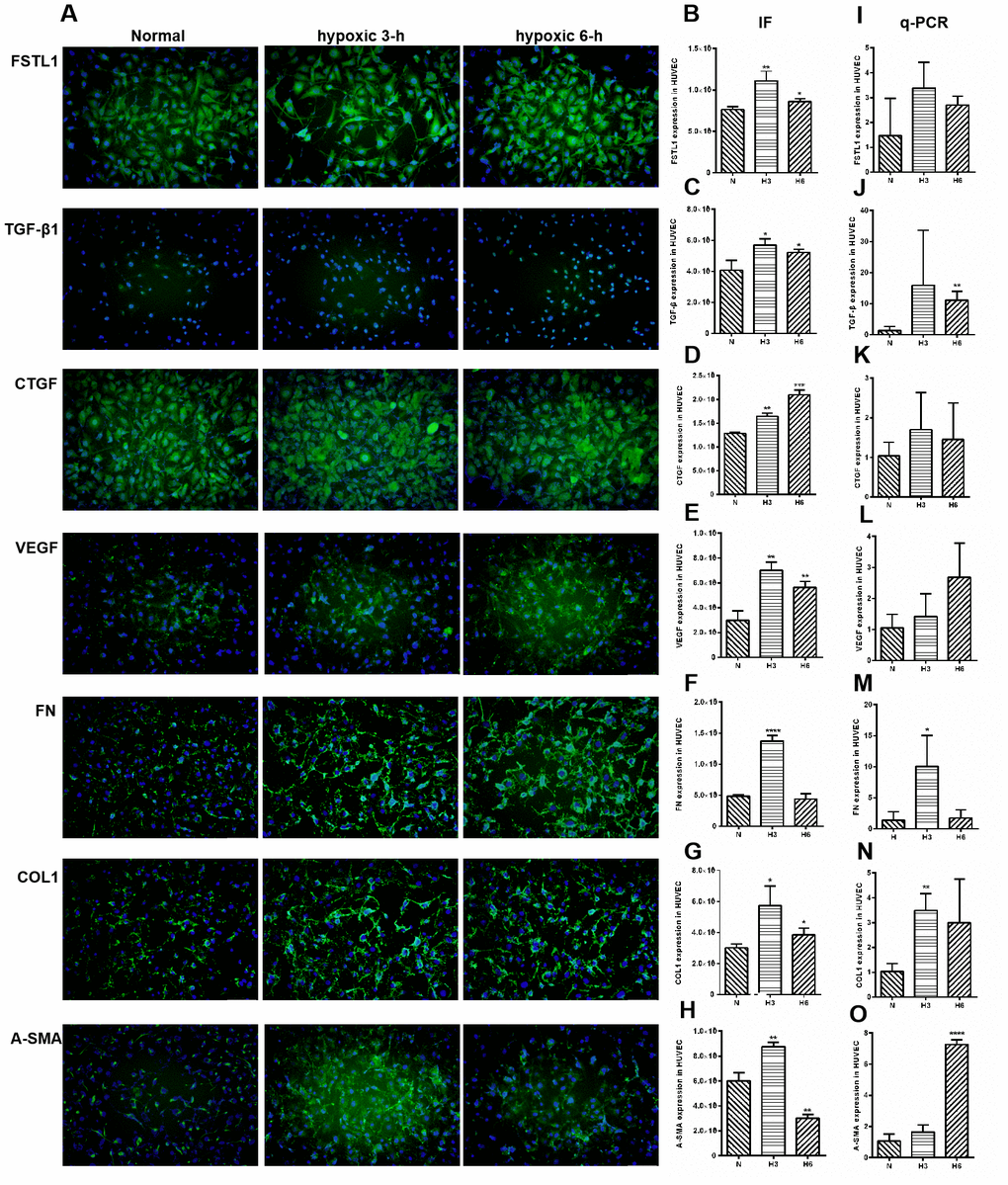 The expression of FSTL1, TGFβ, CTGF, VEGF, FN, COL1 and α-SMA in HUVECs. In Immunofluorescence figures, (A) indicates normal cell fluorescence, hypoxic 3 h cell fluorescence and hypoxic 6 h cell fluorescence (10×). (B–H) indicates the quantitative analysis of immunofluorescence figures in the normal, 3 h hypoxia, and 6 h hypoxia models using ImageJ. The 3 h and 6 h hypoxia results indicated that FSTL1, TGFβ1, CTGF, VEGF, FN, COL1, and α-SMA were expressed at significantly higher levels than in normal cells. (I–O) indicates that the mRNA expression of FSTL1 and ECM-related factors in the three models. The expression of FSTL1, TGFβ1, CTGF, VEGF, FN, COL1, and α-SMA mRNA in 3 h and 6 h hypoxia conditions, respectively, were expressed at significantly higher levels than in normal cells (N: normal, h3: 3 h hypoxia, h6: 6 h hypoxia). Data are expressed as mean ± SEM. * means P 
